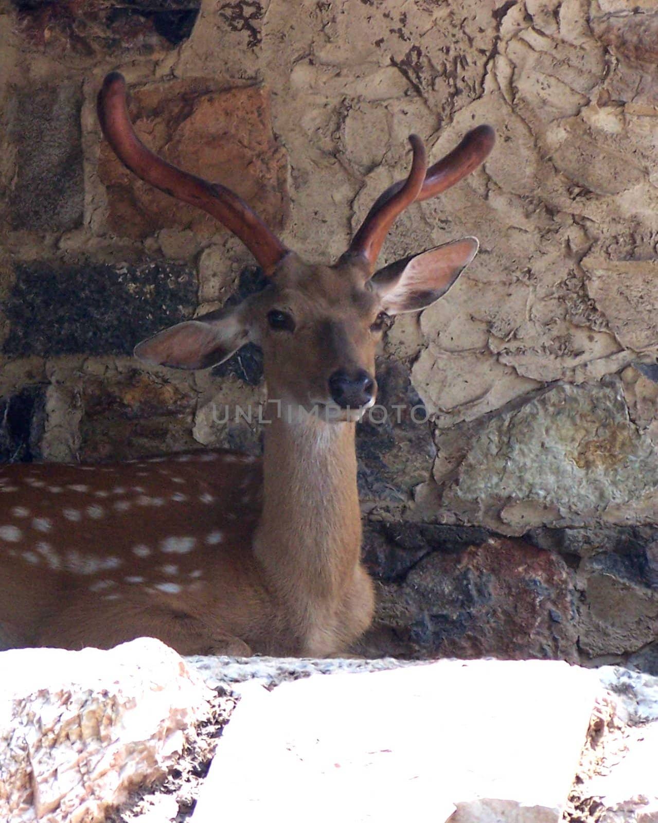 China. National park of tropical rare birds and animals. The deer