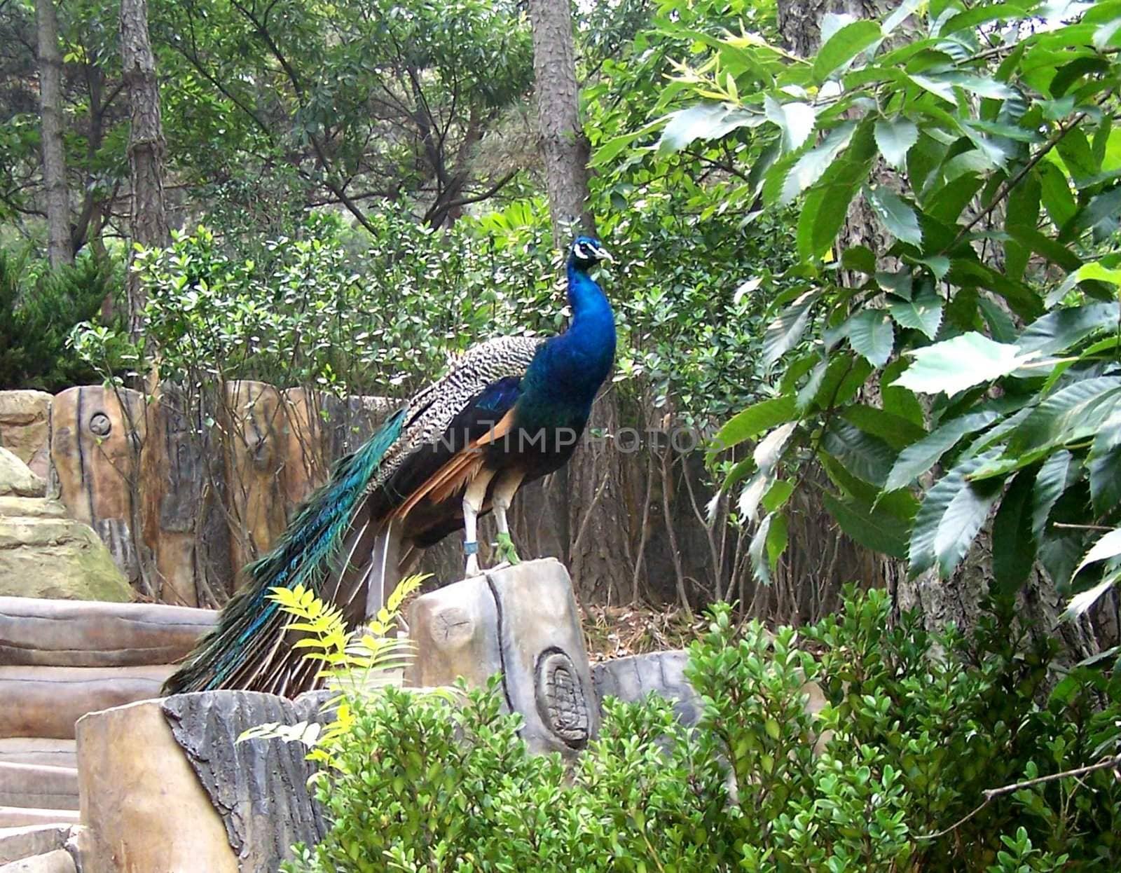 Bird a peacock  by vig64