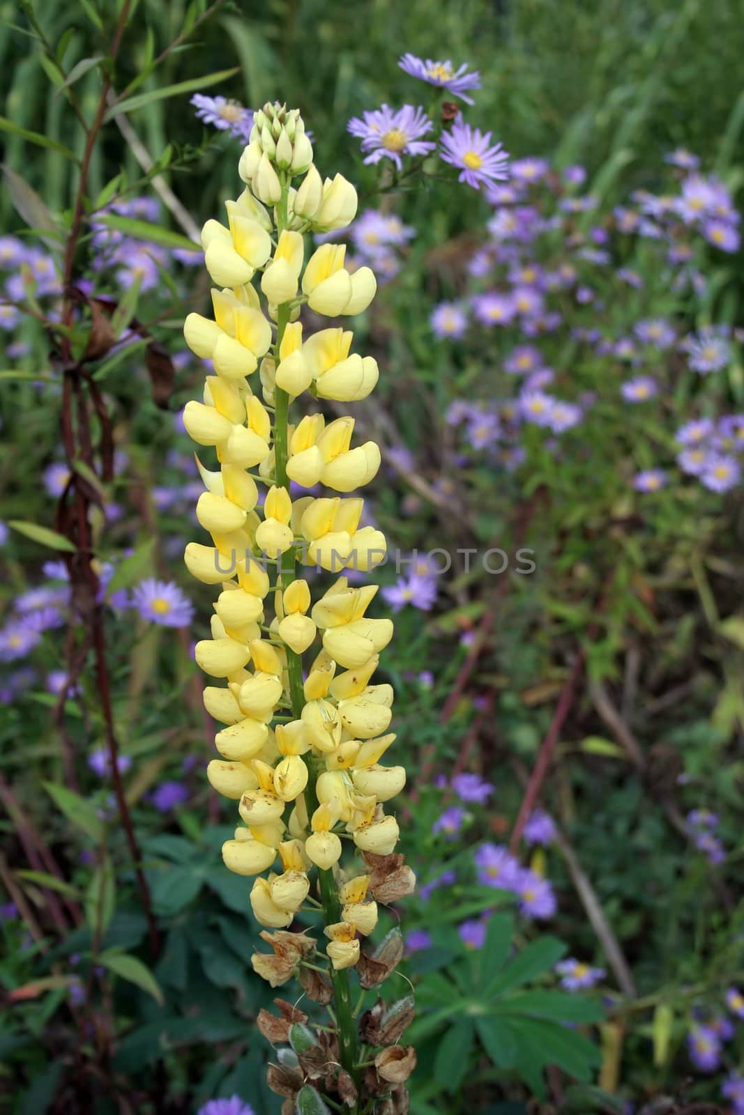 Blooming yellow lupine in early October in a botanical garden in Northern-Germany.