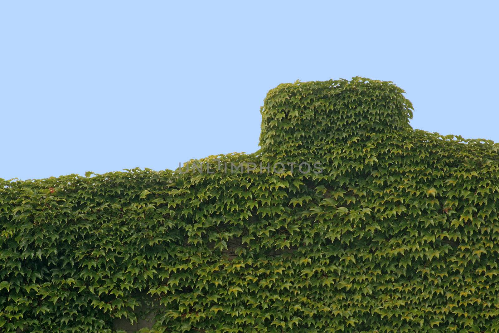A backyard building completely covered by ivy.