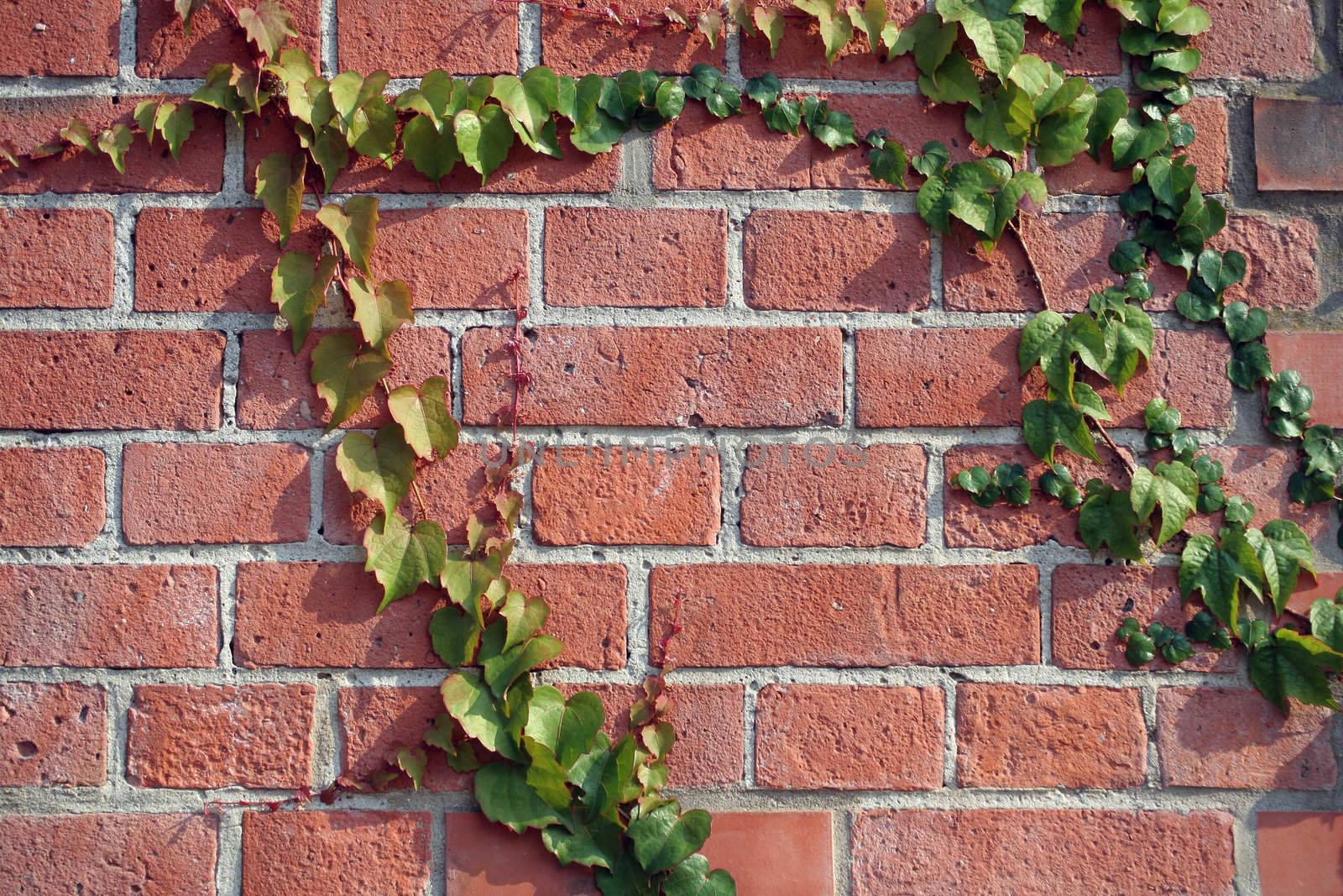 Ivy clinging on a red bricked wall.