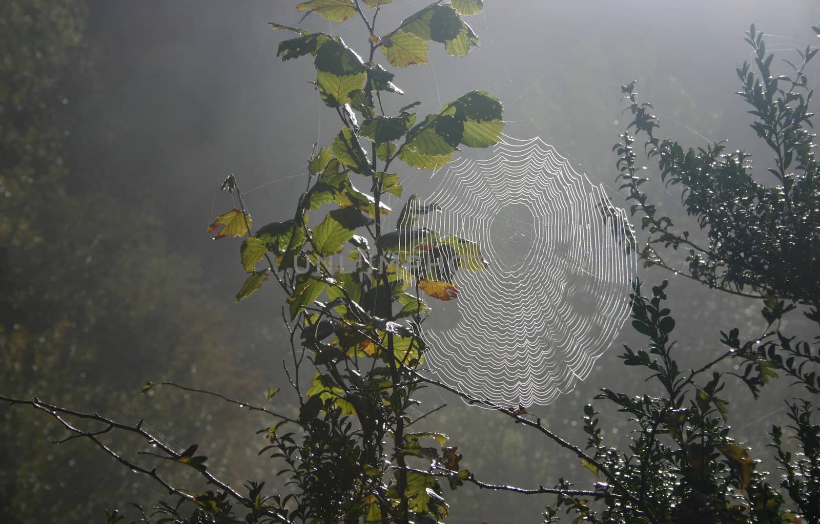 Spider web in morning mist