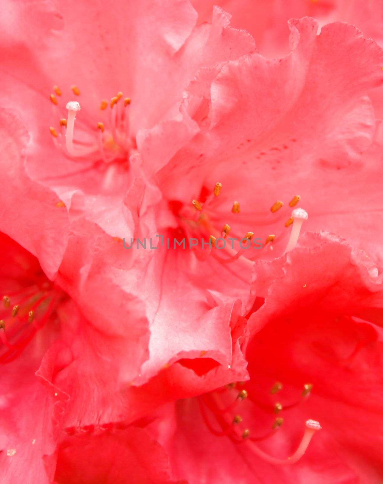 background of red rhododendron flowers