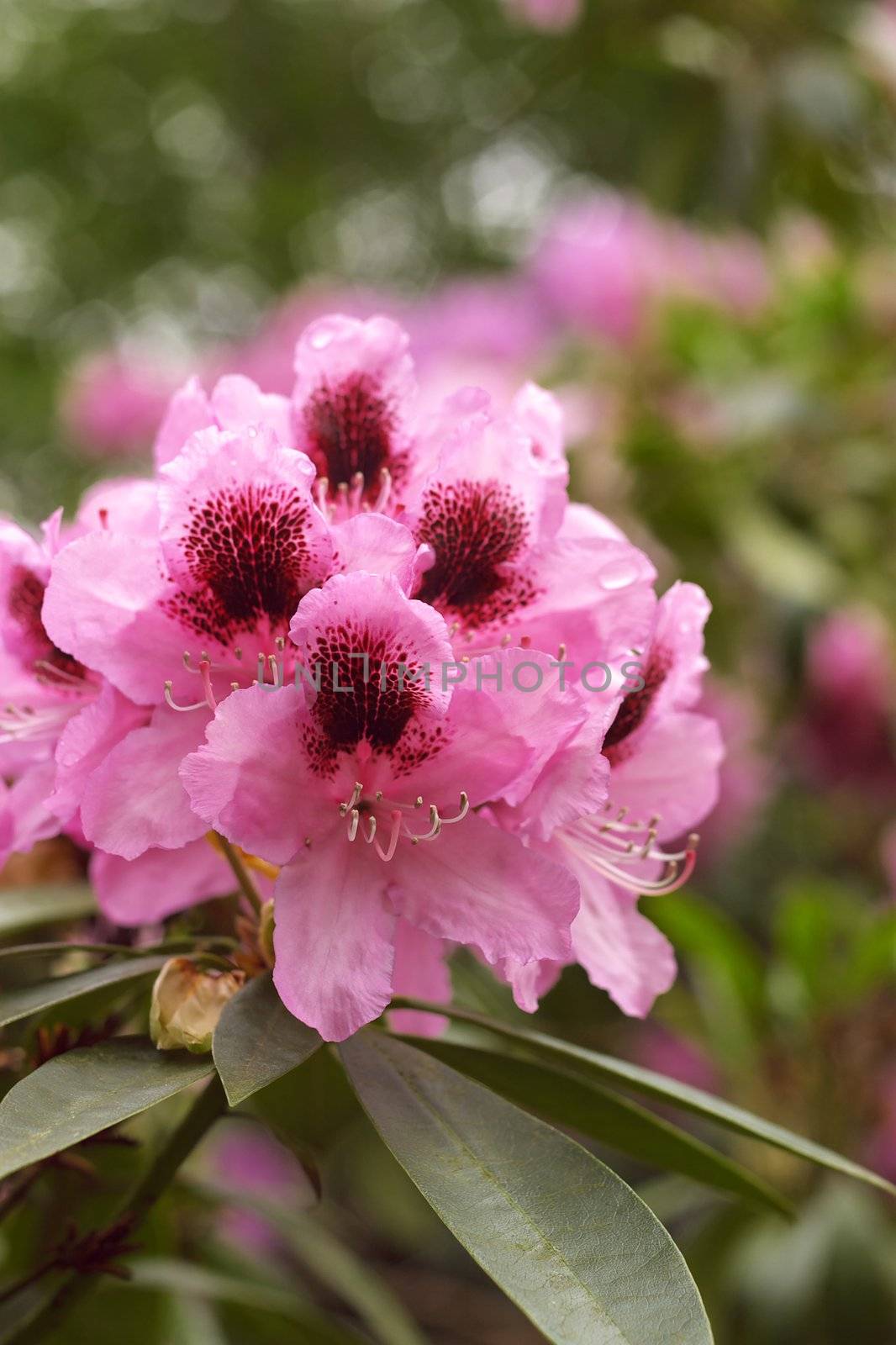 cluster of pink rhododendron blossoms with distinctive dark markings