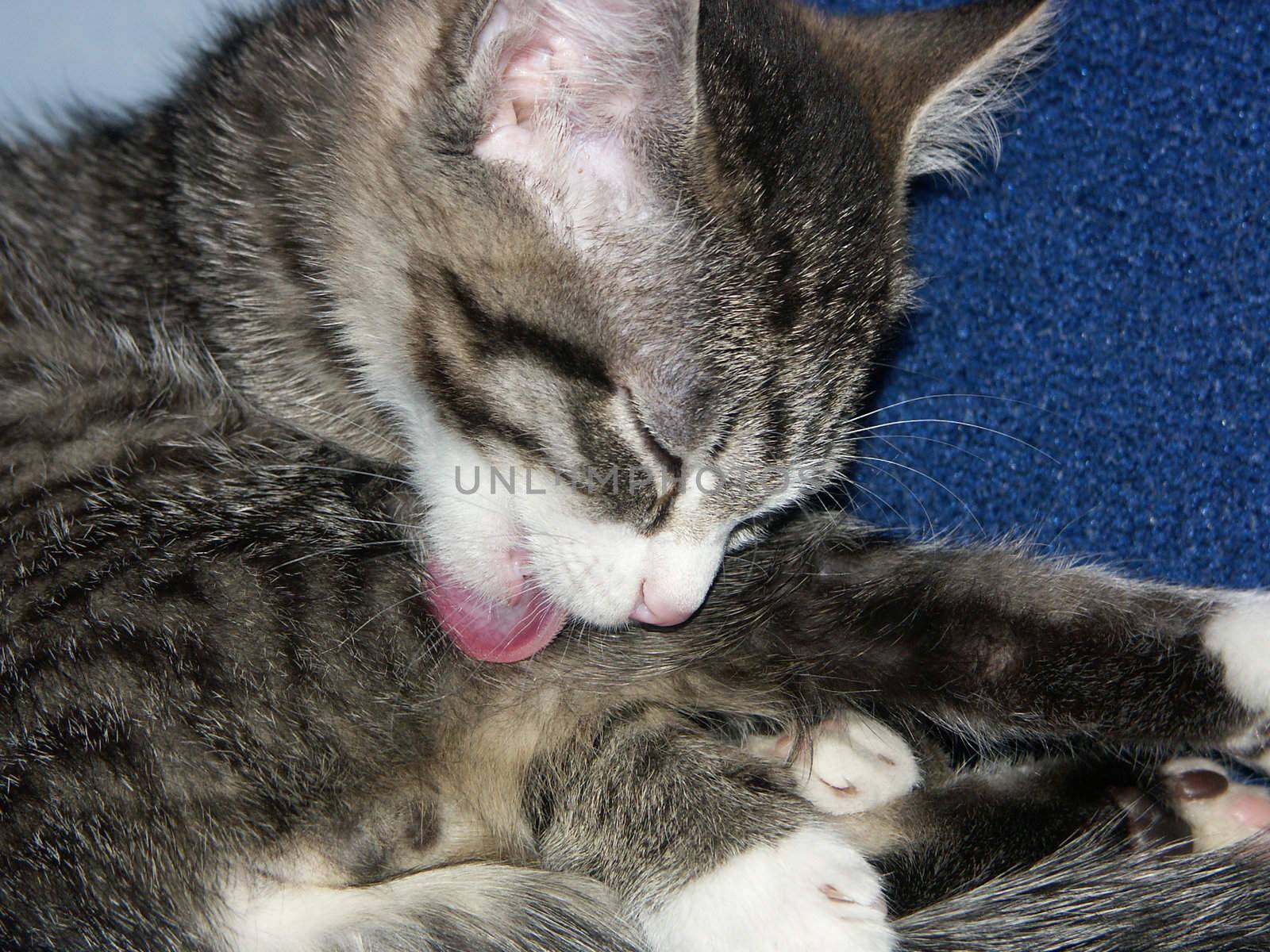 the Image of the cat licking by language
