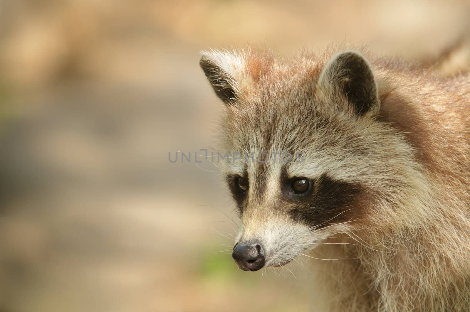 Raccoon portrait with focus on eyes