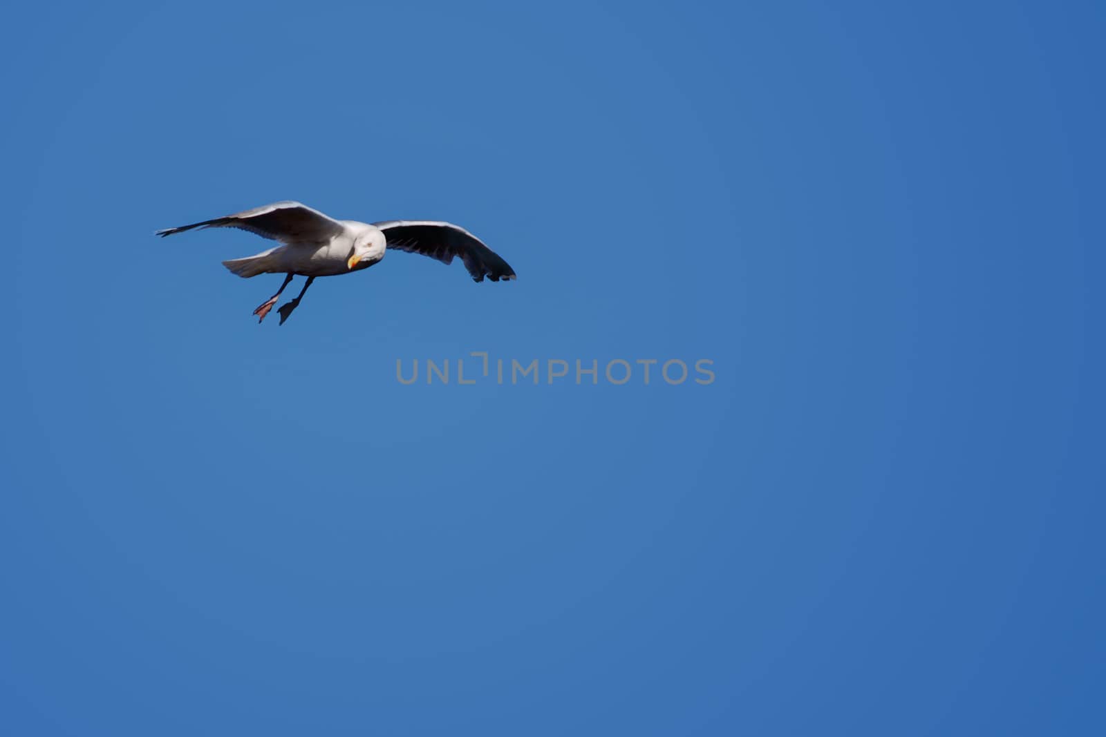 white bird on blue sky.With copy space