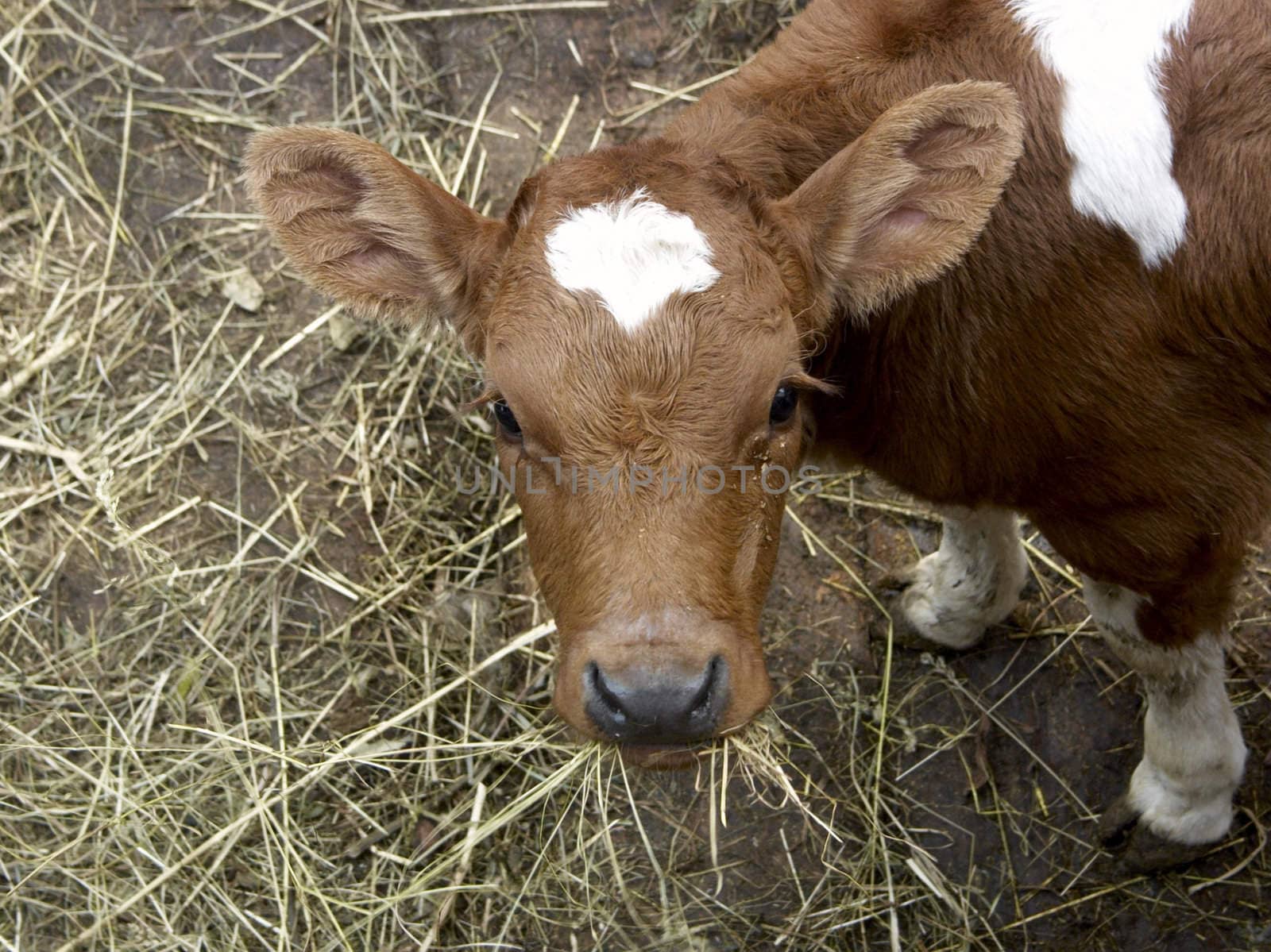 The image of the small cow chewing hay and looking in top