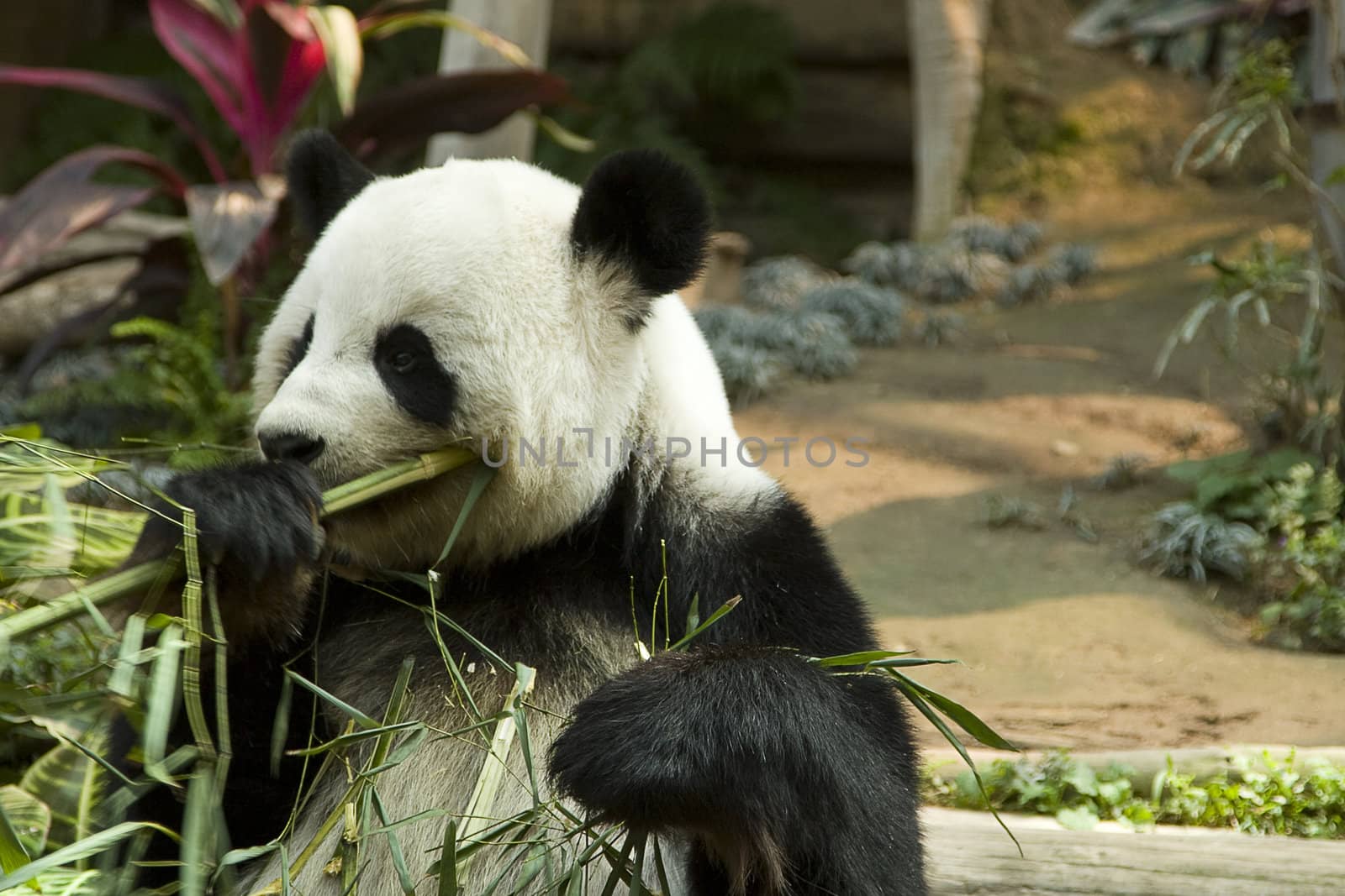 Panda in Chiang Mai zoo, Thailand, eating bamboo.