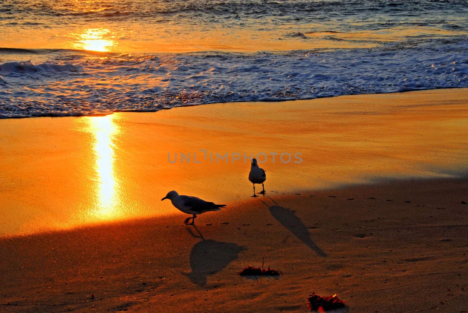 Gulls on the beach at sunset