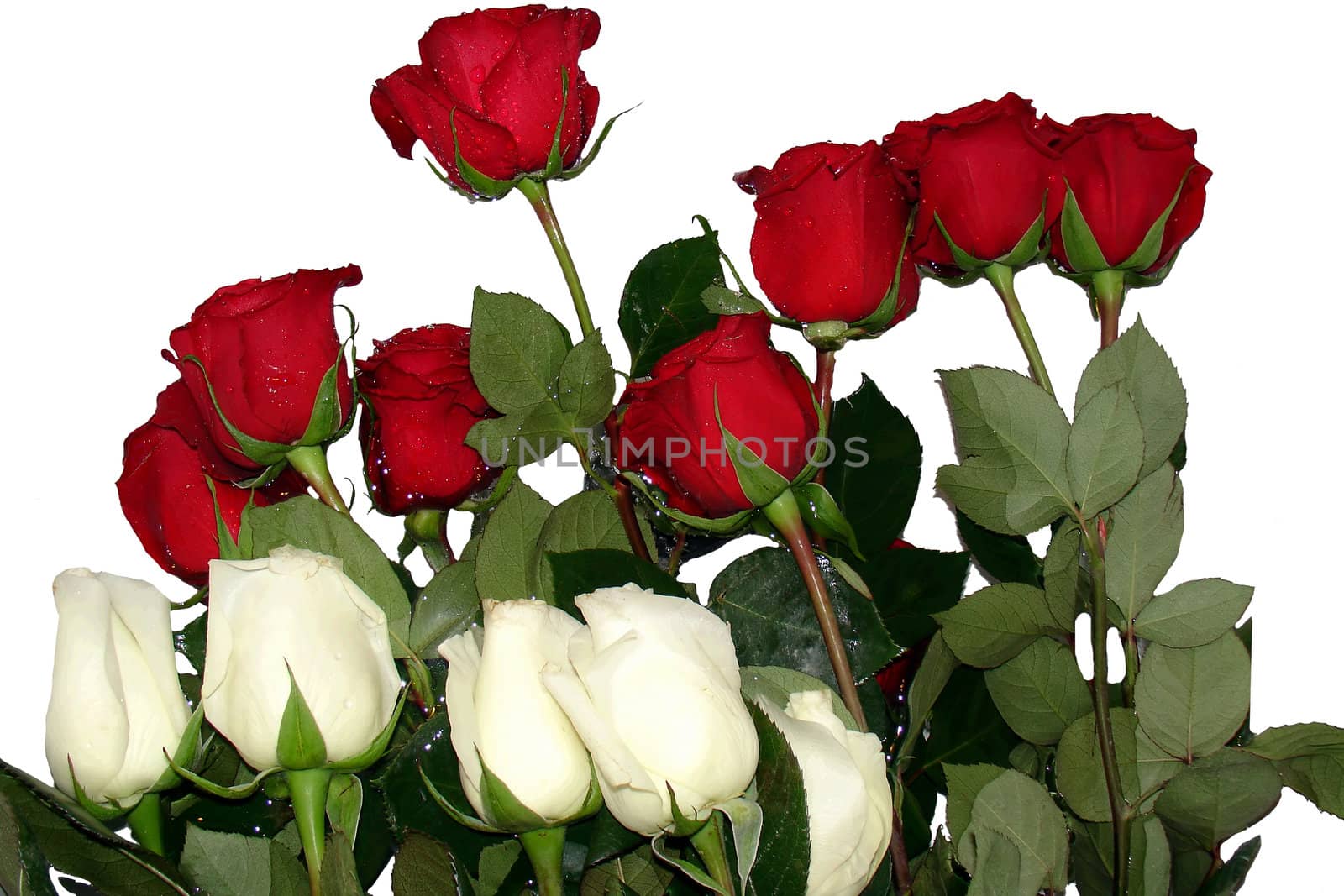 Red and white roses by Vof