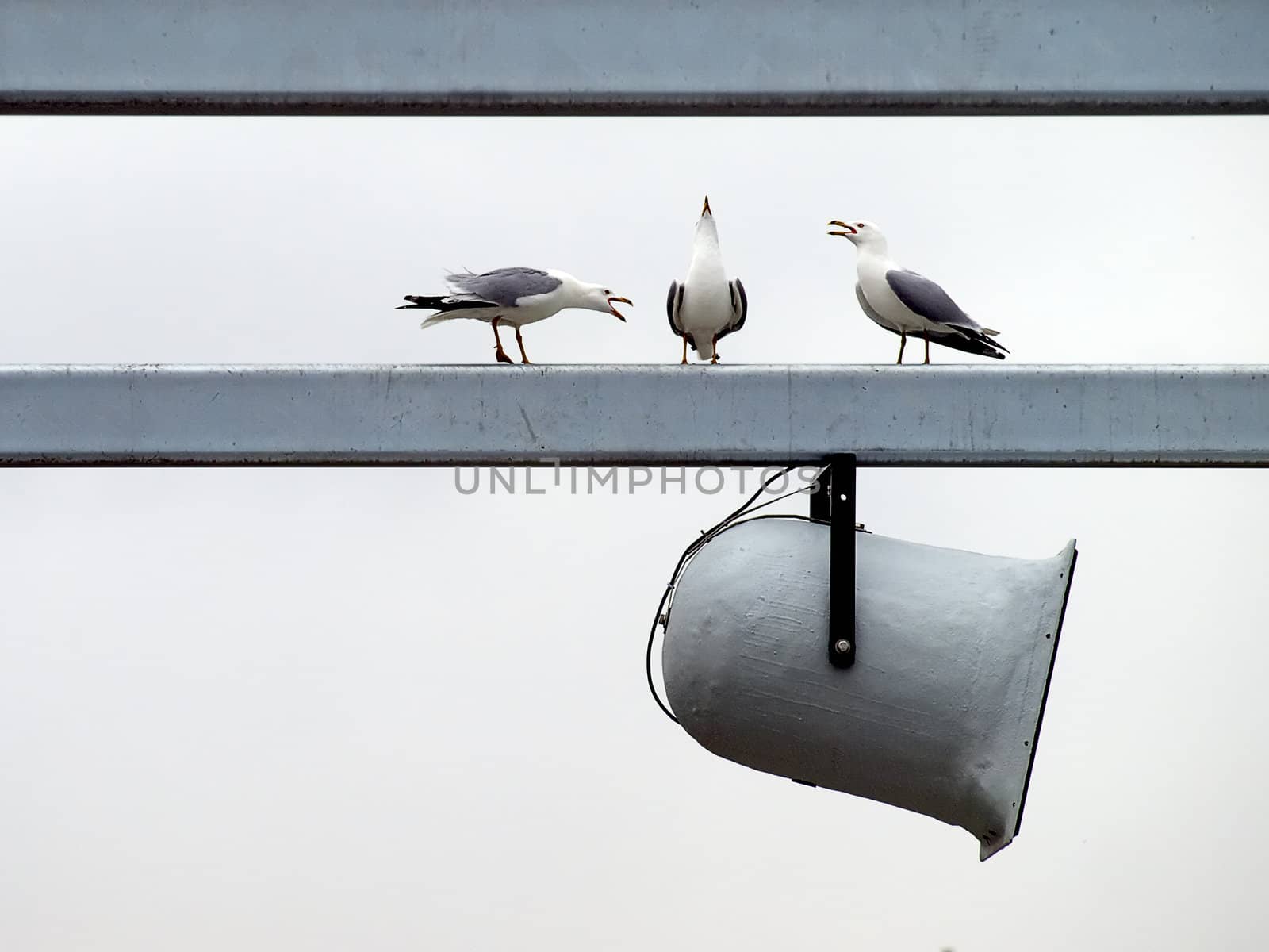 Gulls and Loudspeaker by watamyr