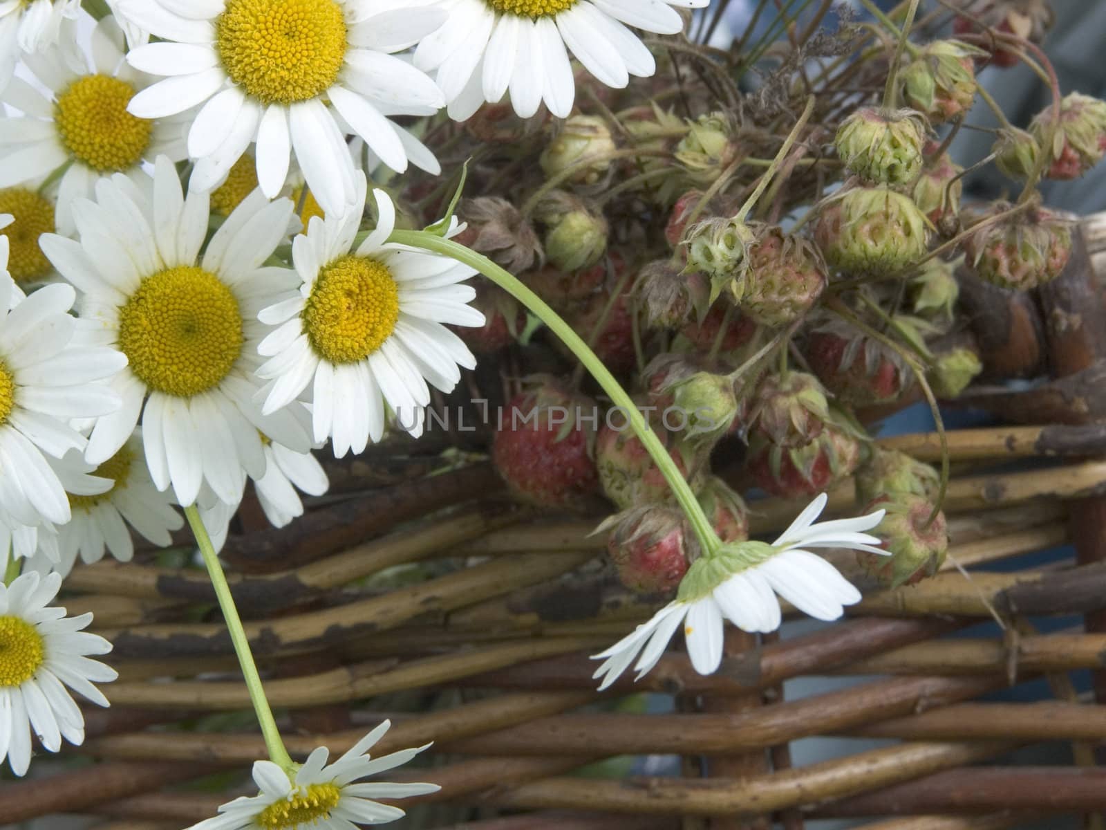 The image of a bouquet of camomiles and strawberries in a basket