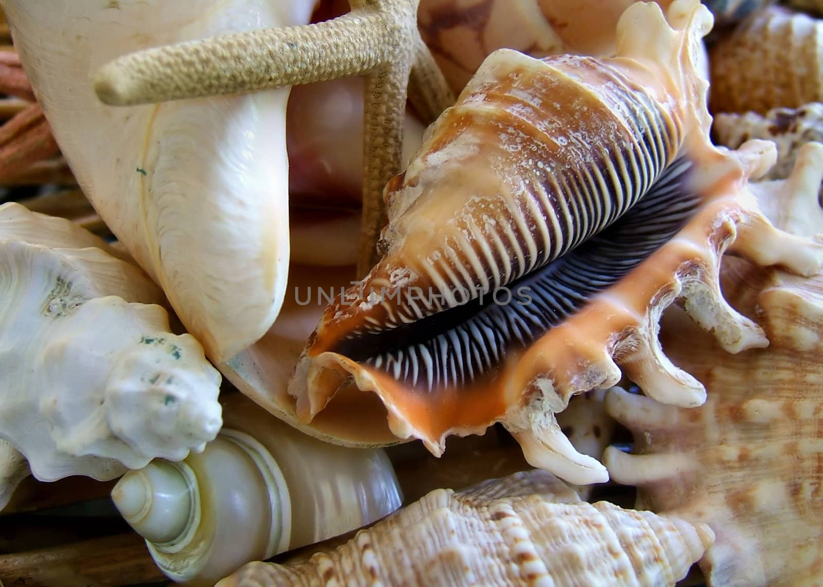 Beautiful Shells