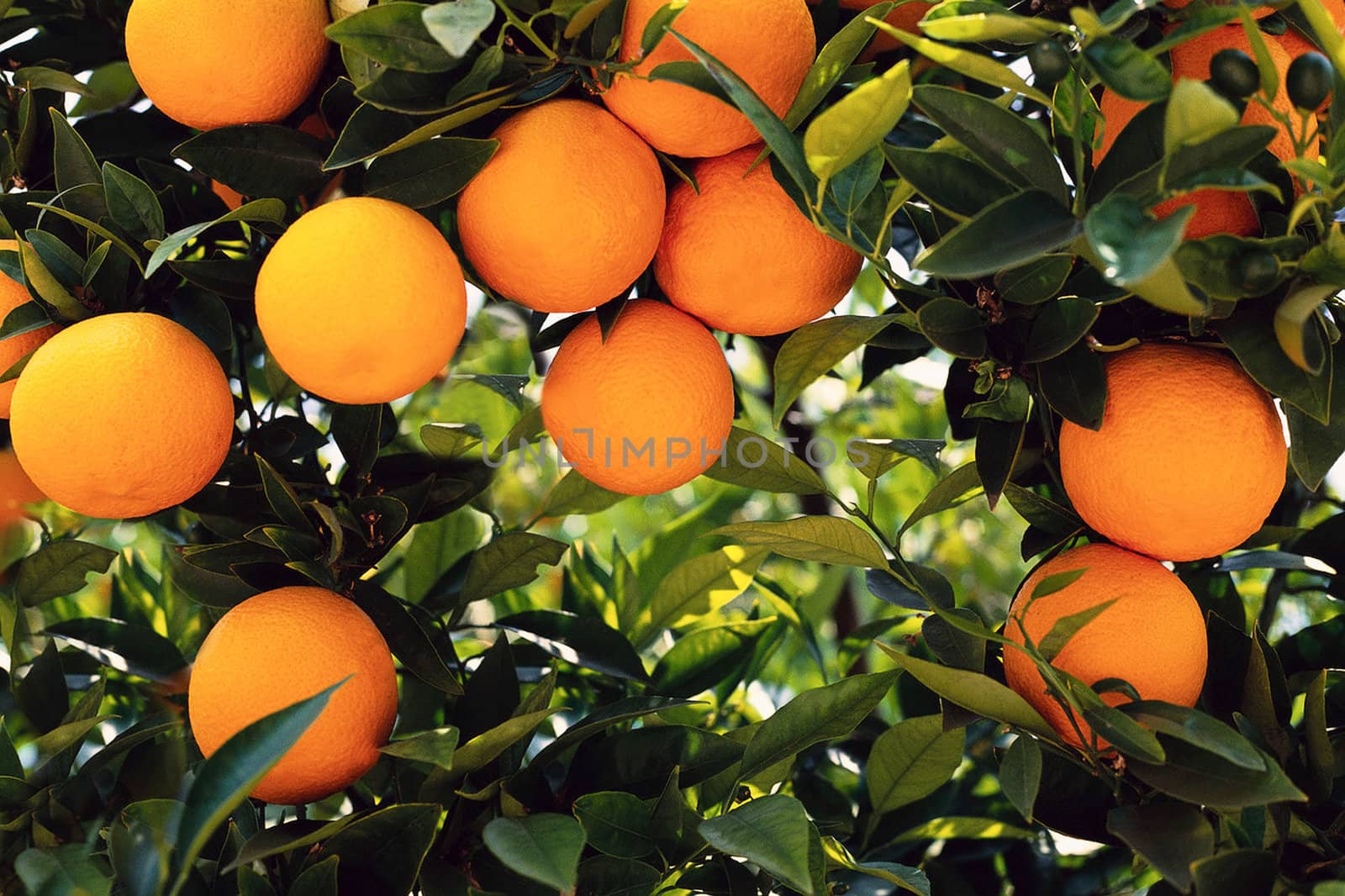 Oranges on a tree