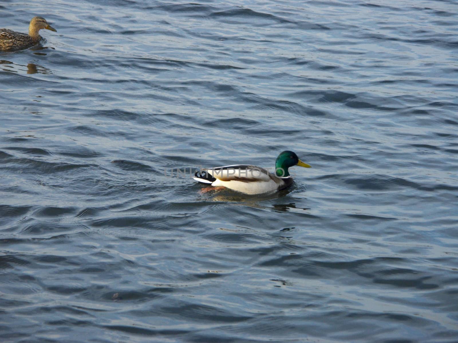 The image of the duck floating on water