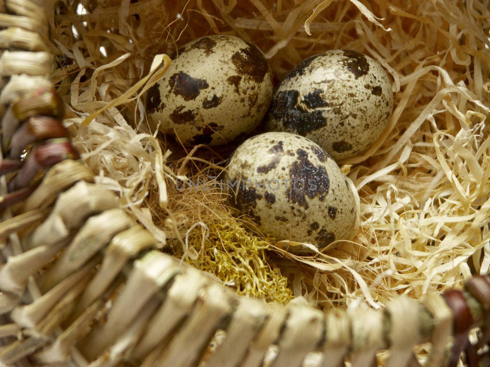 The image of a basket with eggs of a female quail