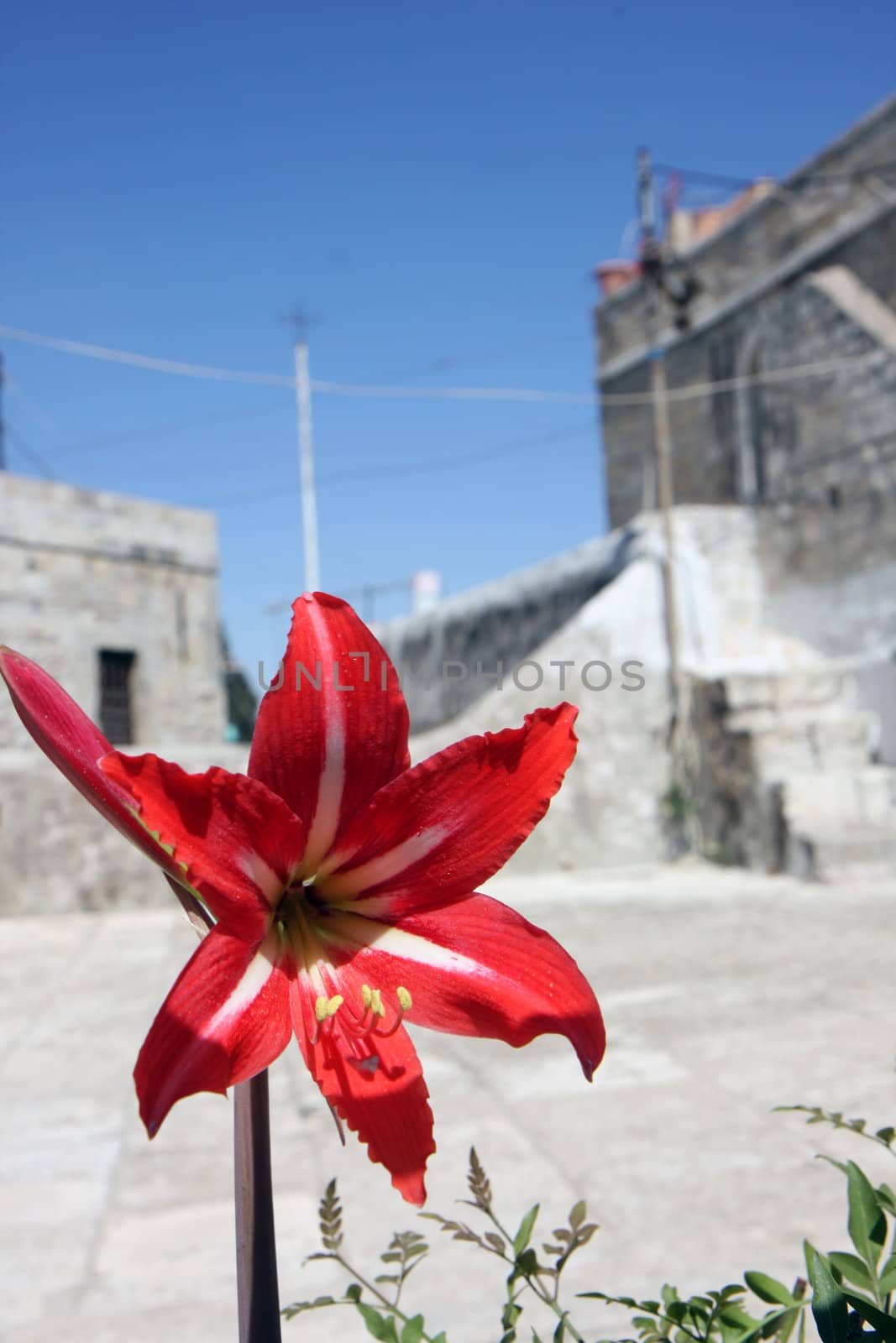 Red lily at the roof of an old house