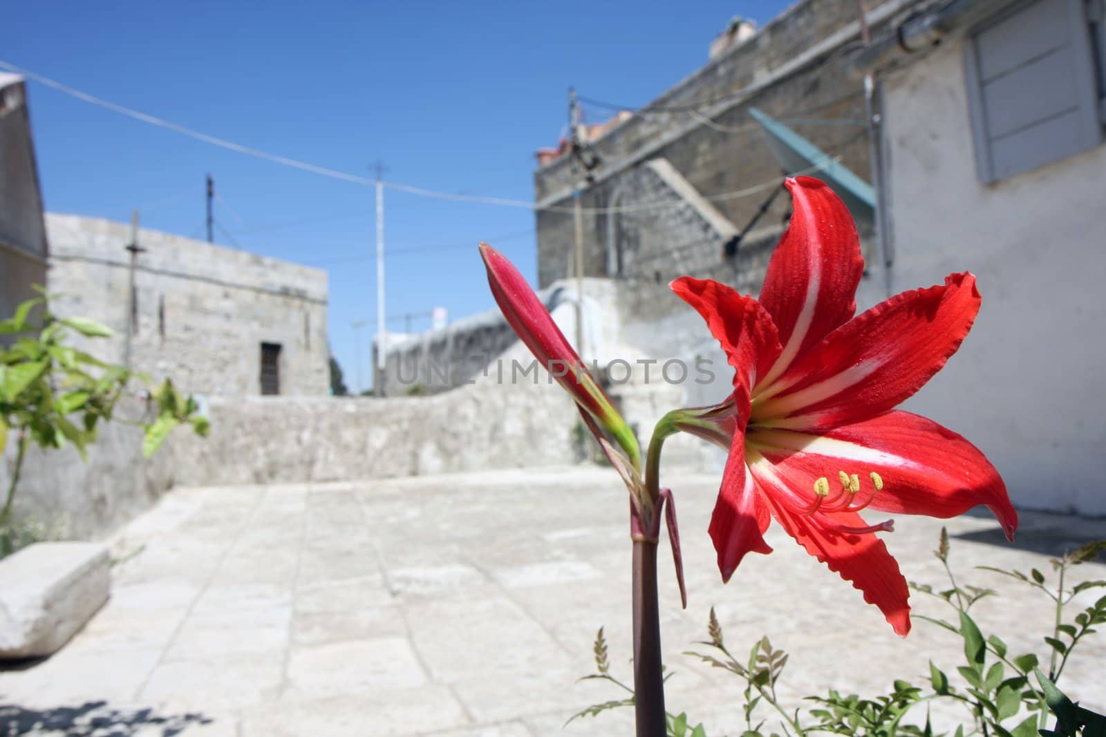 Red lily in the city view