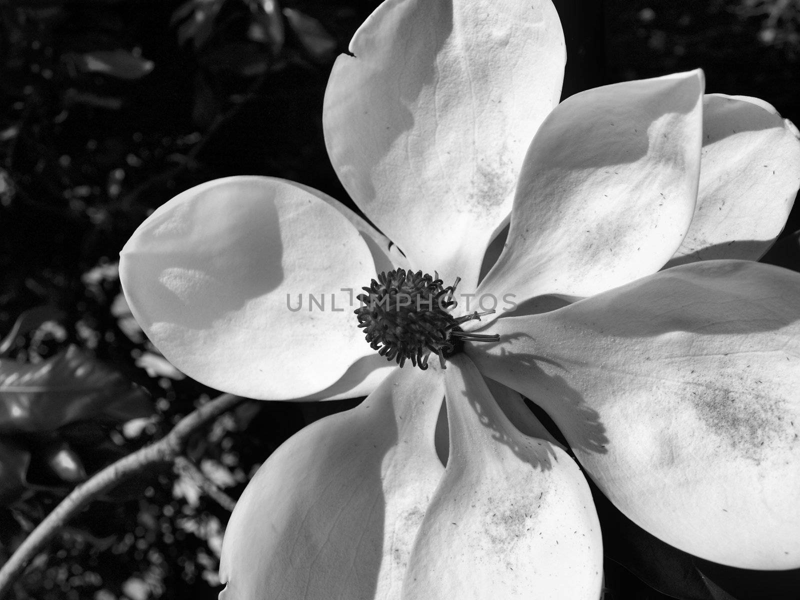 A magnolia bloom shown upclose in black and white