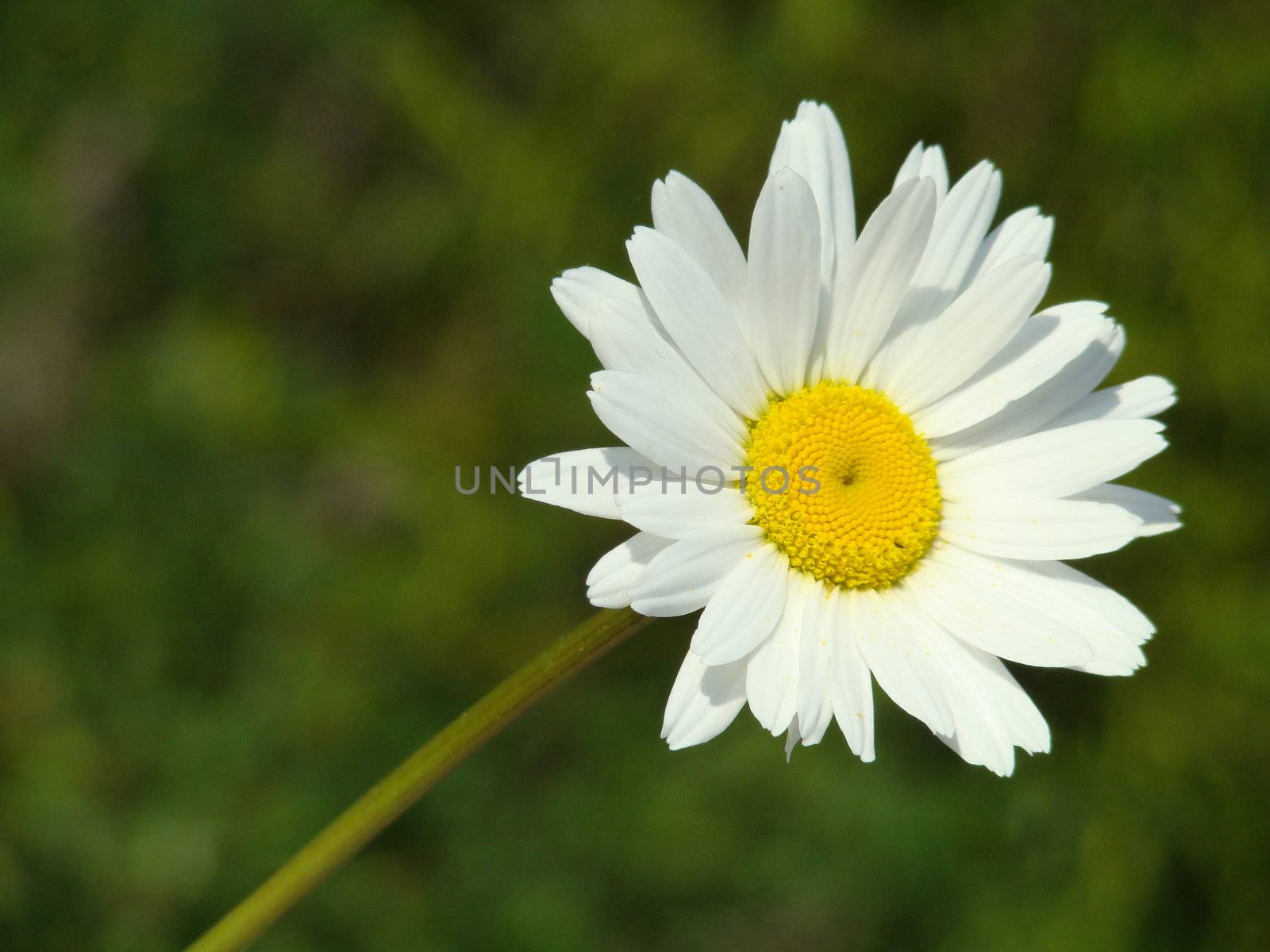 marguerite