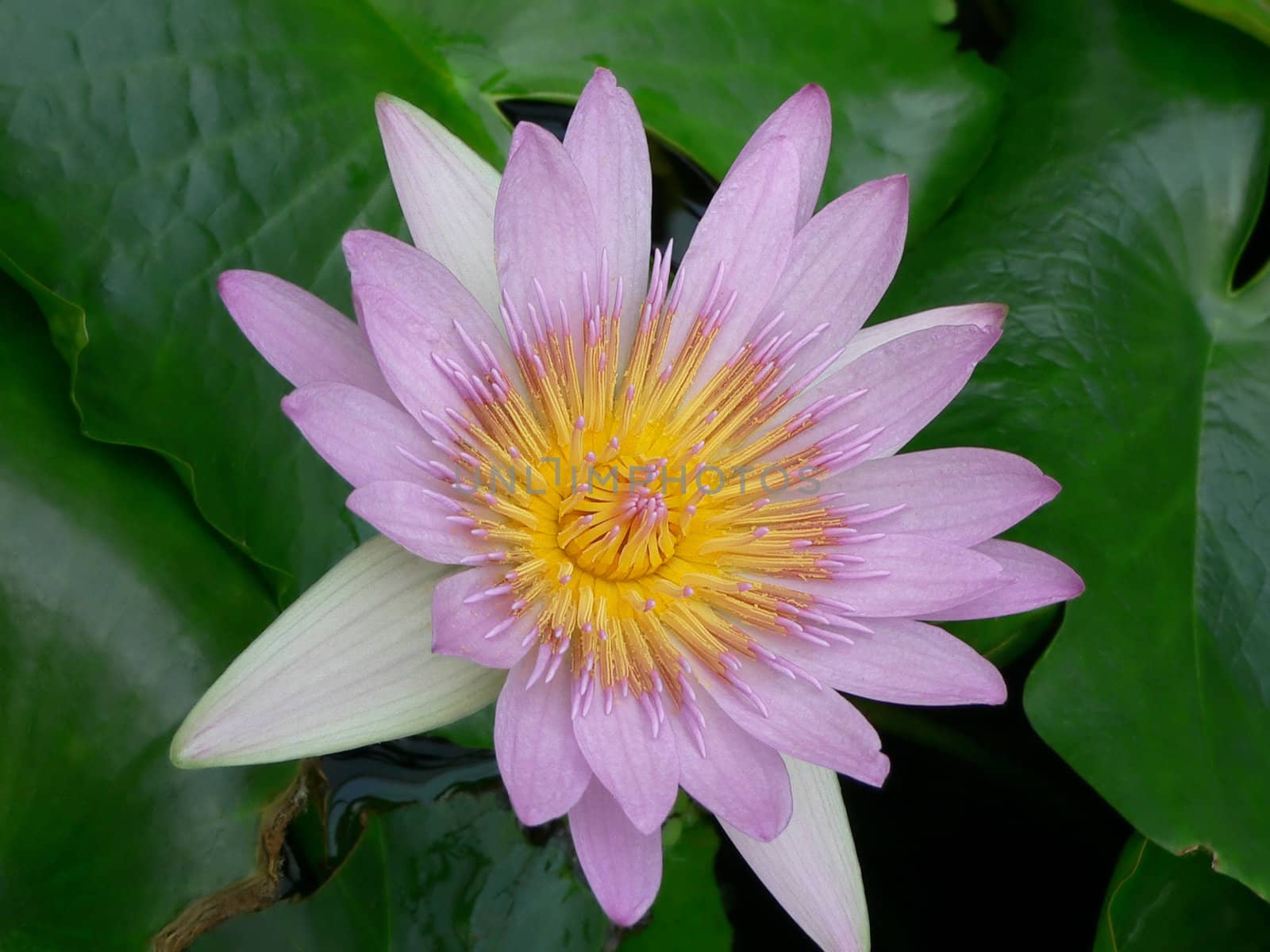 lotus by EveStock