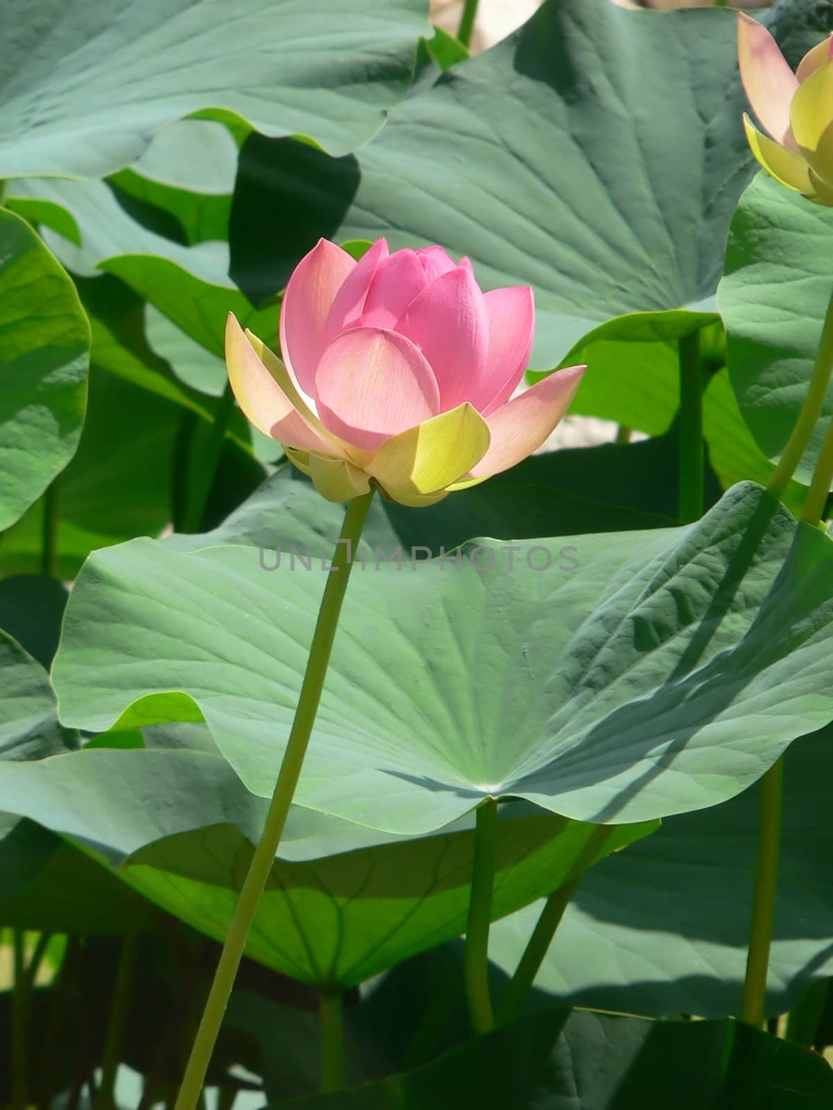 lotus by EveStock
