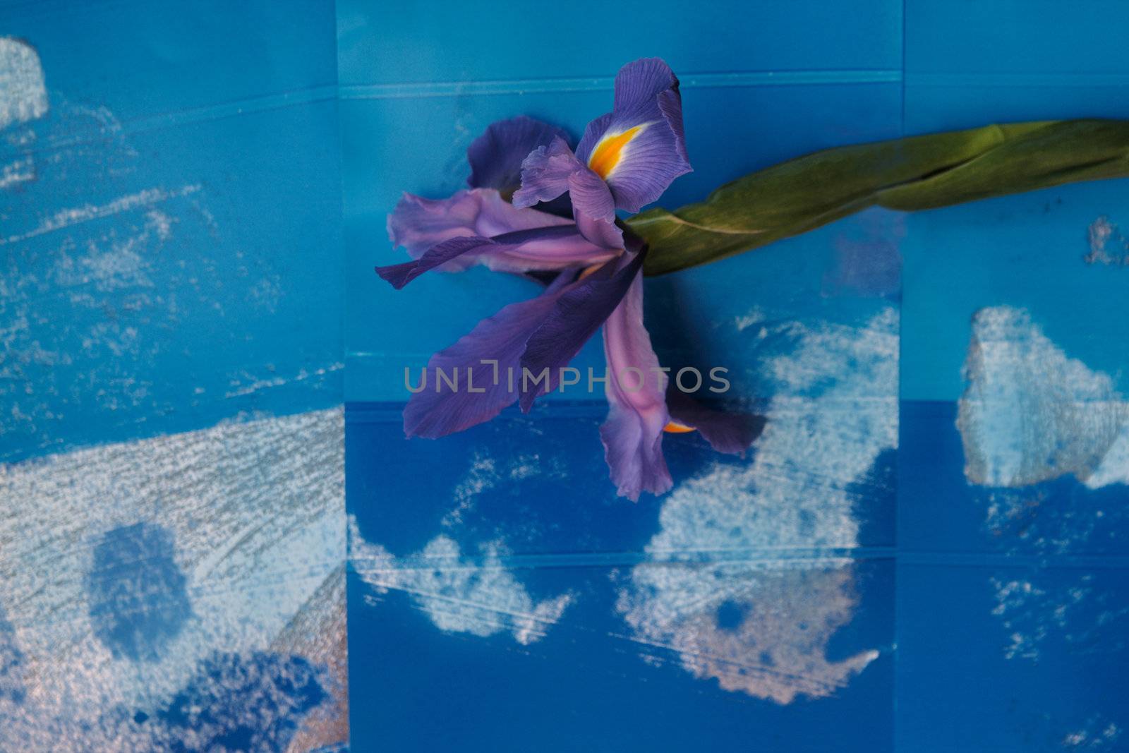 a dark blue Dutch iris on a background of blotted blue papers