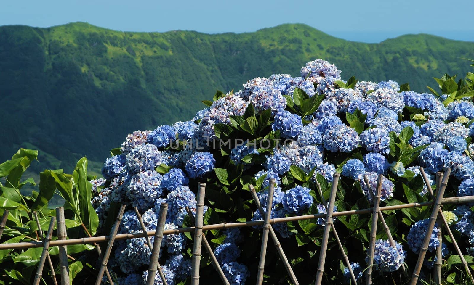 Hydrangea  in the mountains of Sao Miguel, The Azores Islands, Portugal  
