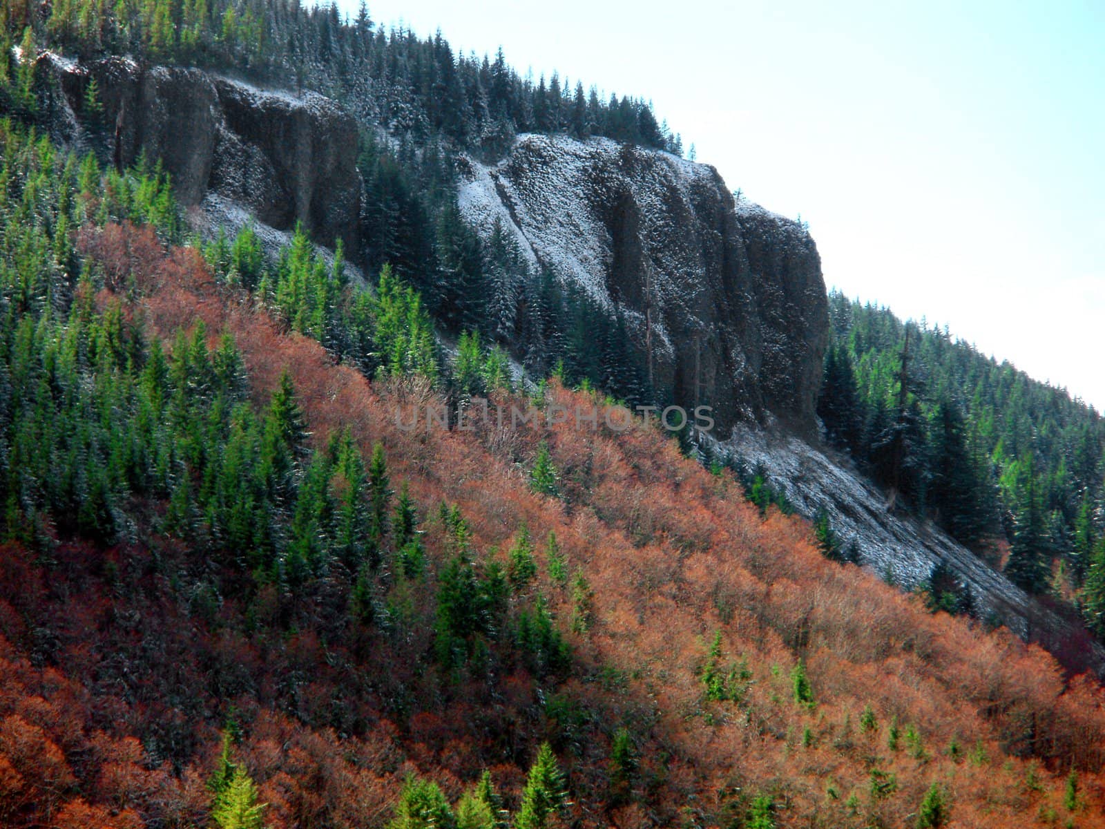 Mountain side with trees and snow on rocks in Oregon.