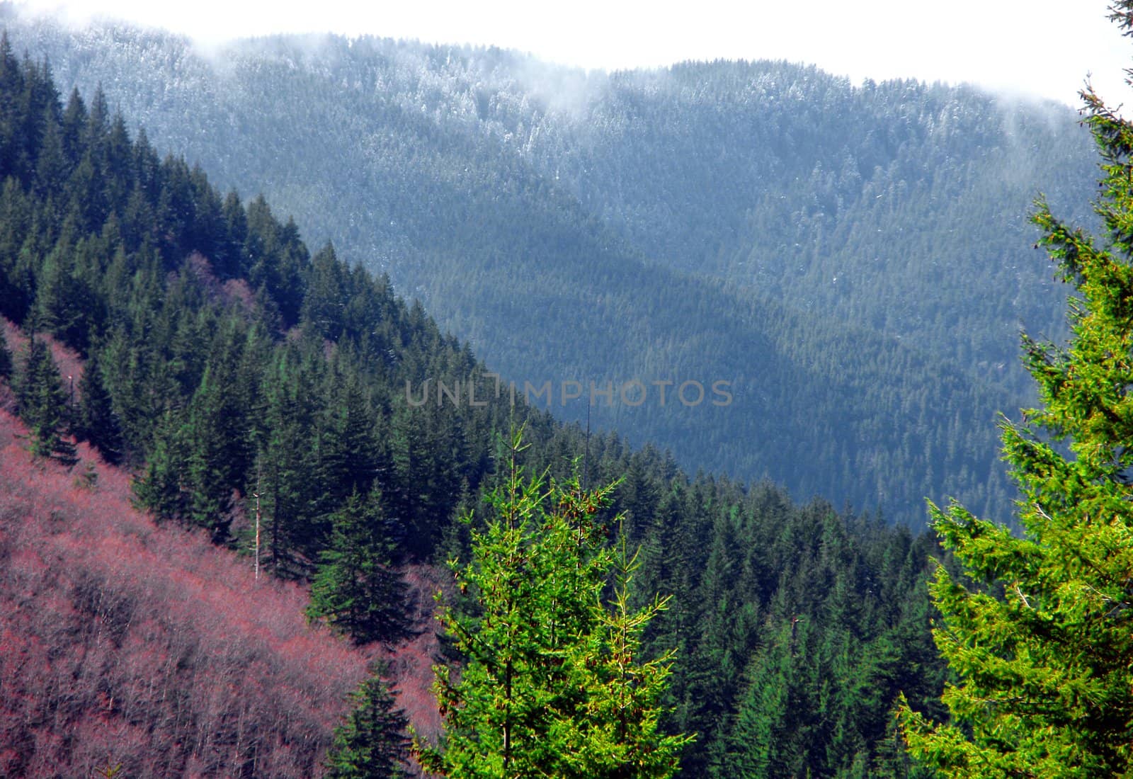 Mountain side with trees and fog in Oregon.