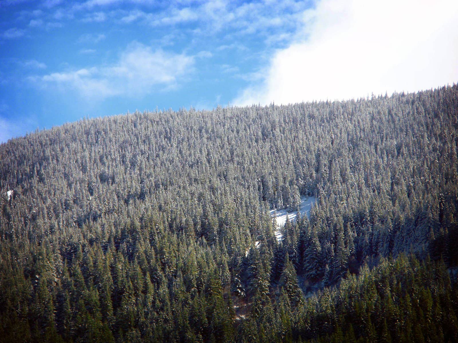 Mountain side with trees and blue sky with clouds in Oregon.