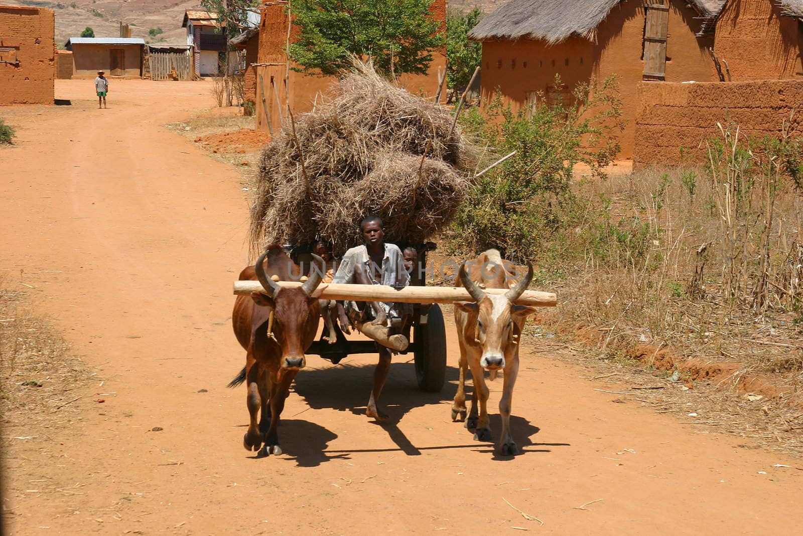 Cart pulled by two oxes in Madagascar