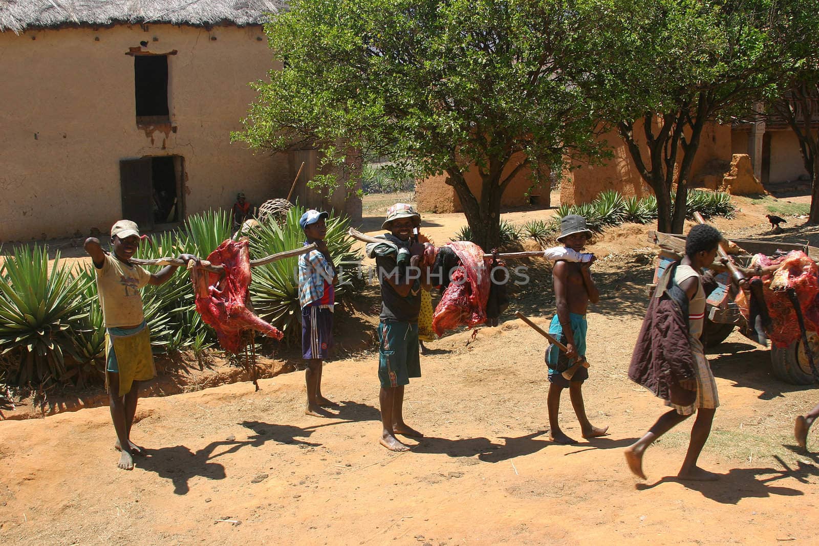Villagers carrying the freshly butchered meat to the village