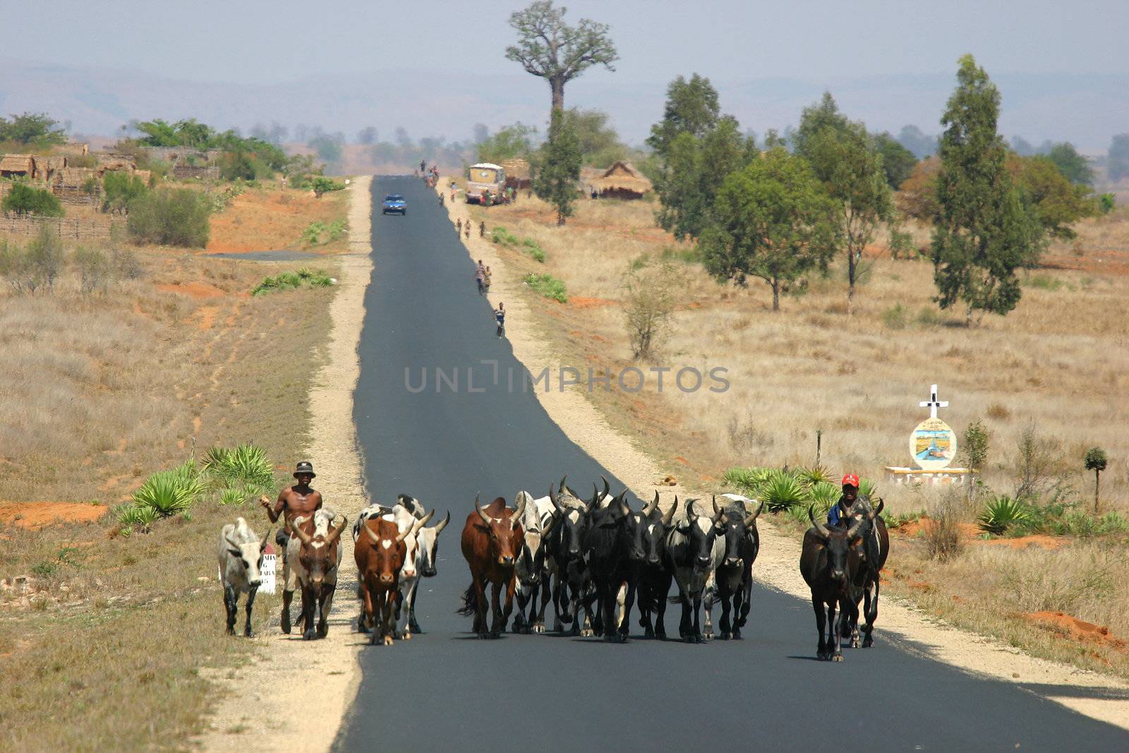 Farmers bringing their cattle from one place to the next in the blistering heat