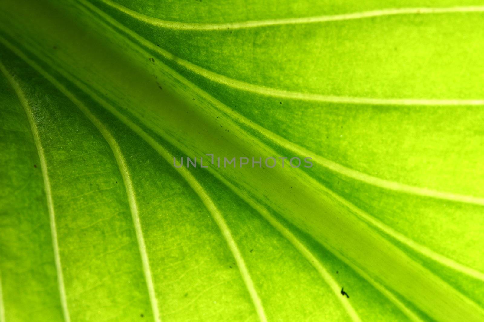 green leaf vein macro close up