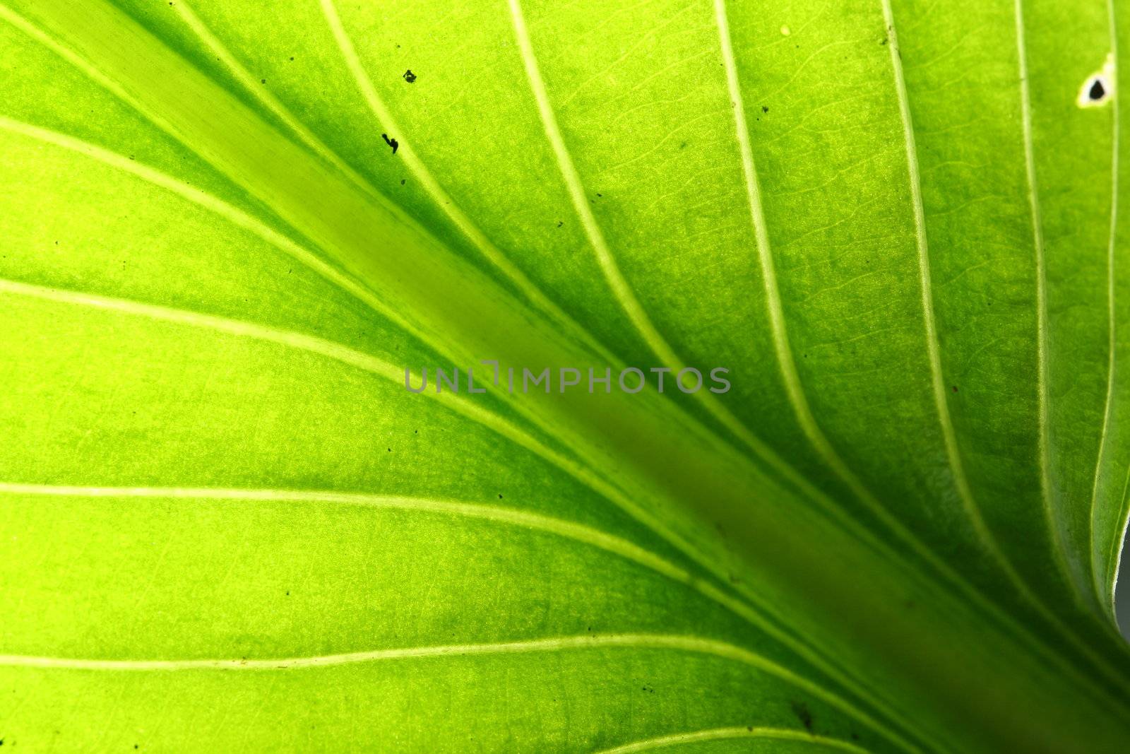 green leaf vein macro close up