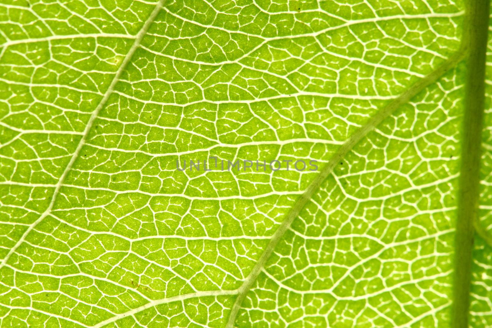 green leaf vein macro close up