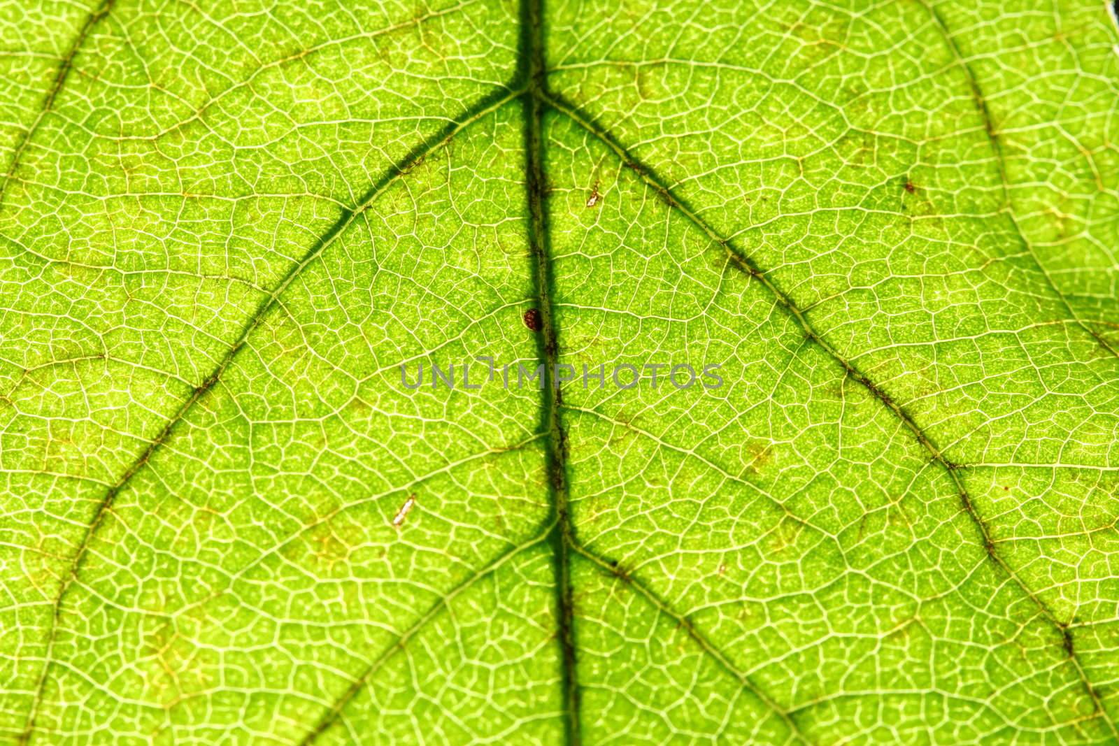 green leaf vein macro close up