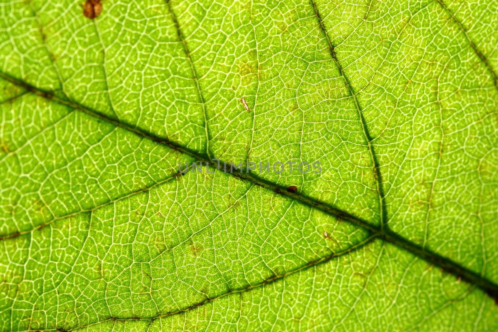 green leaf vein by Yellowj