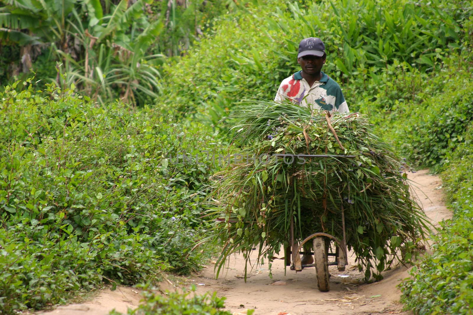 Man carrying the load of the day back home