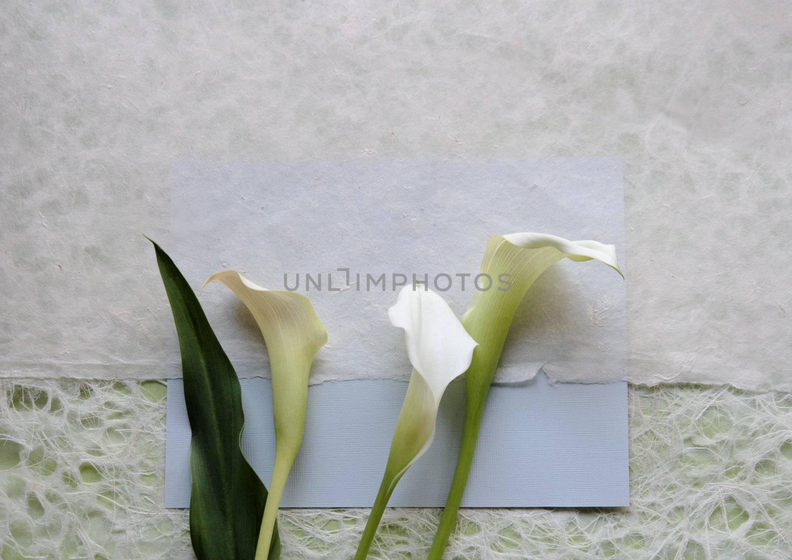 three calla lilies on textured papers