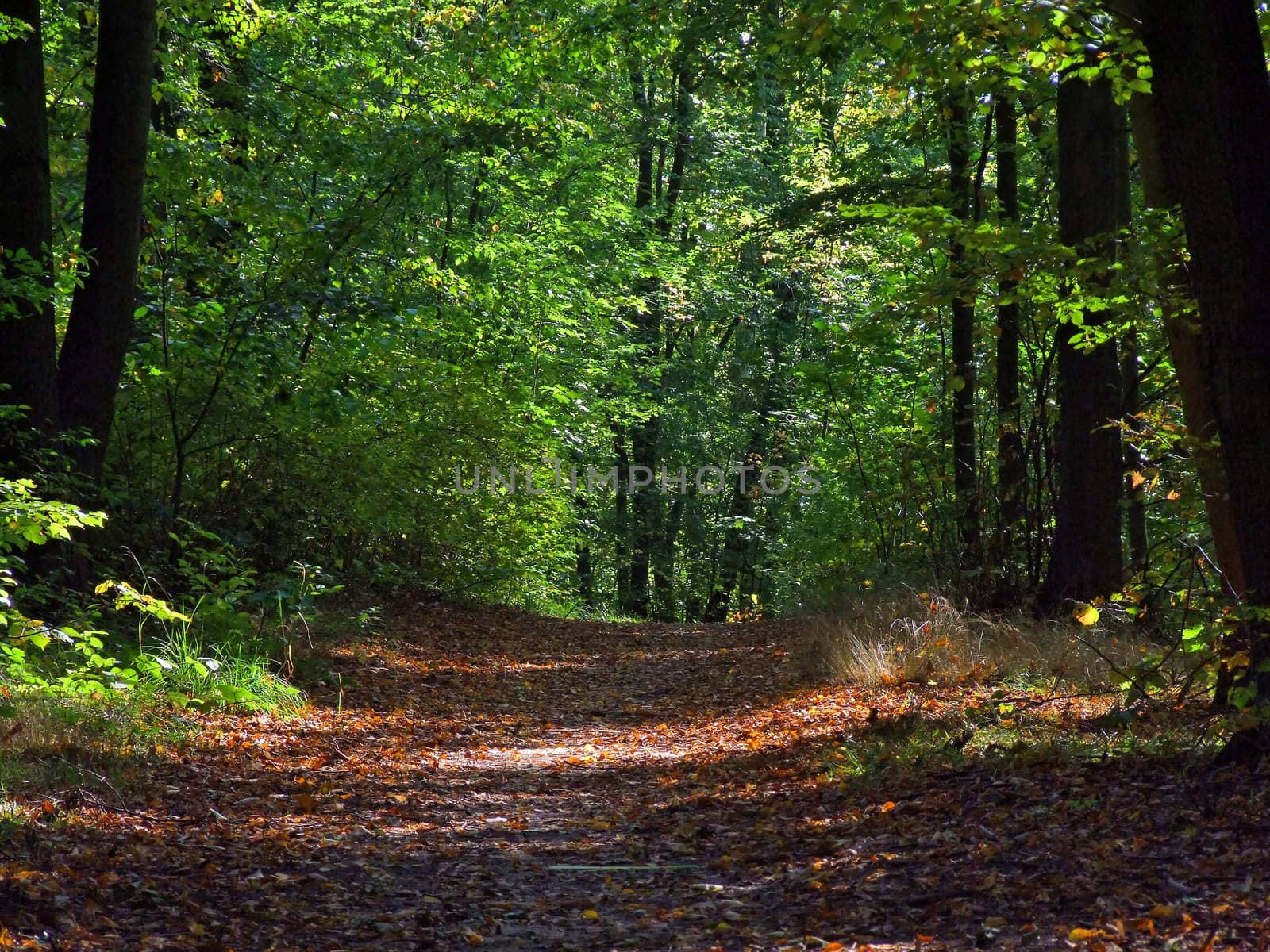 green forest by anki21