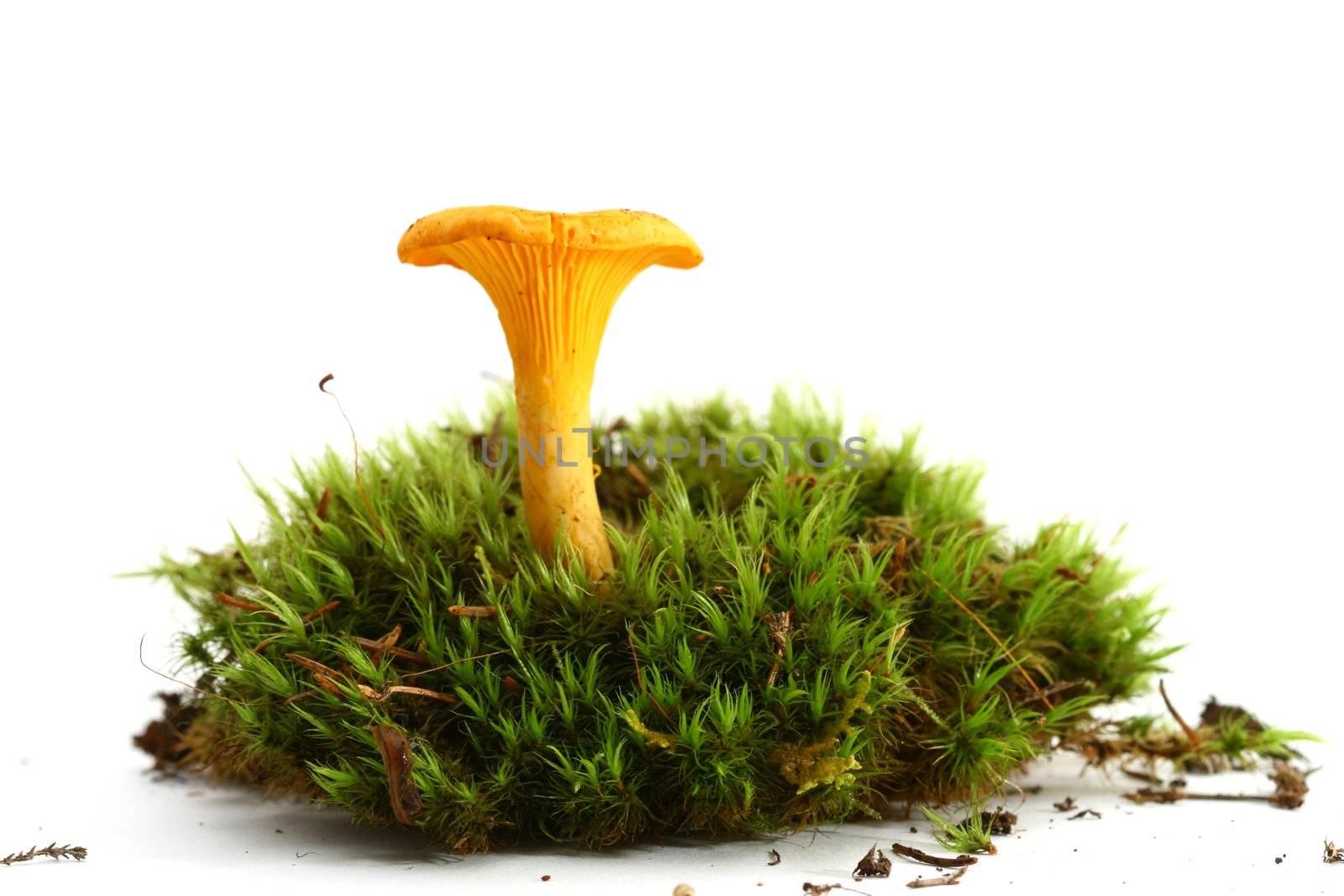 isolated mushroom by Yellowj