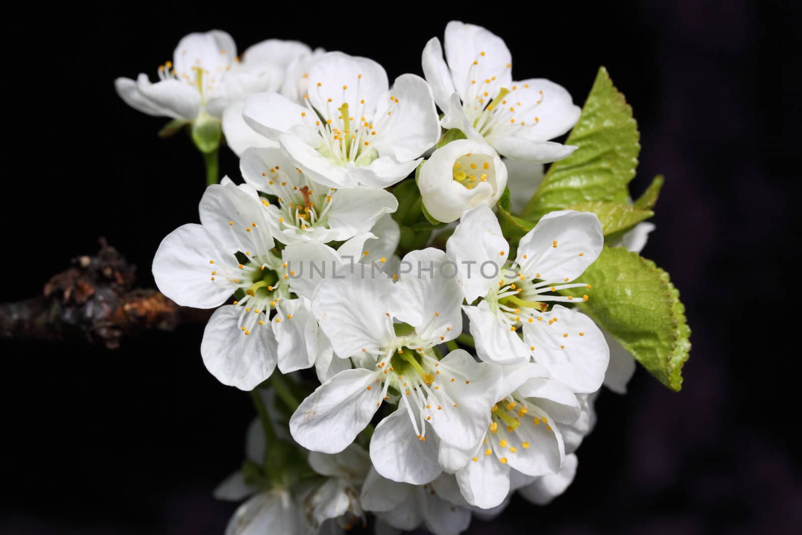white cherry blossom