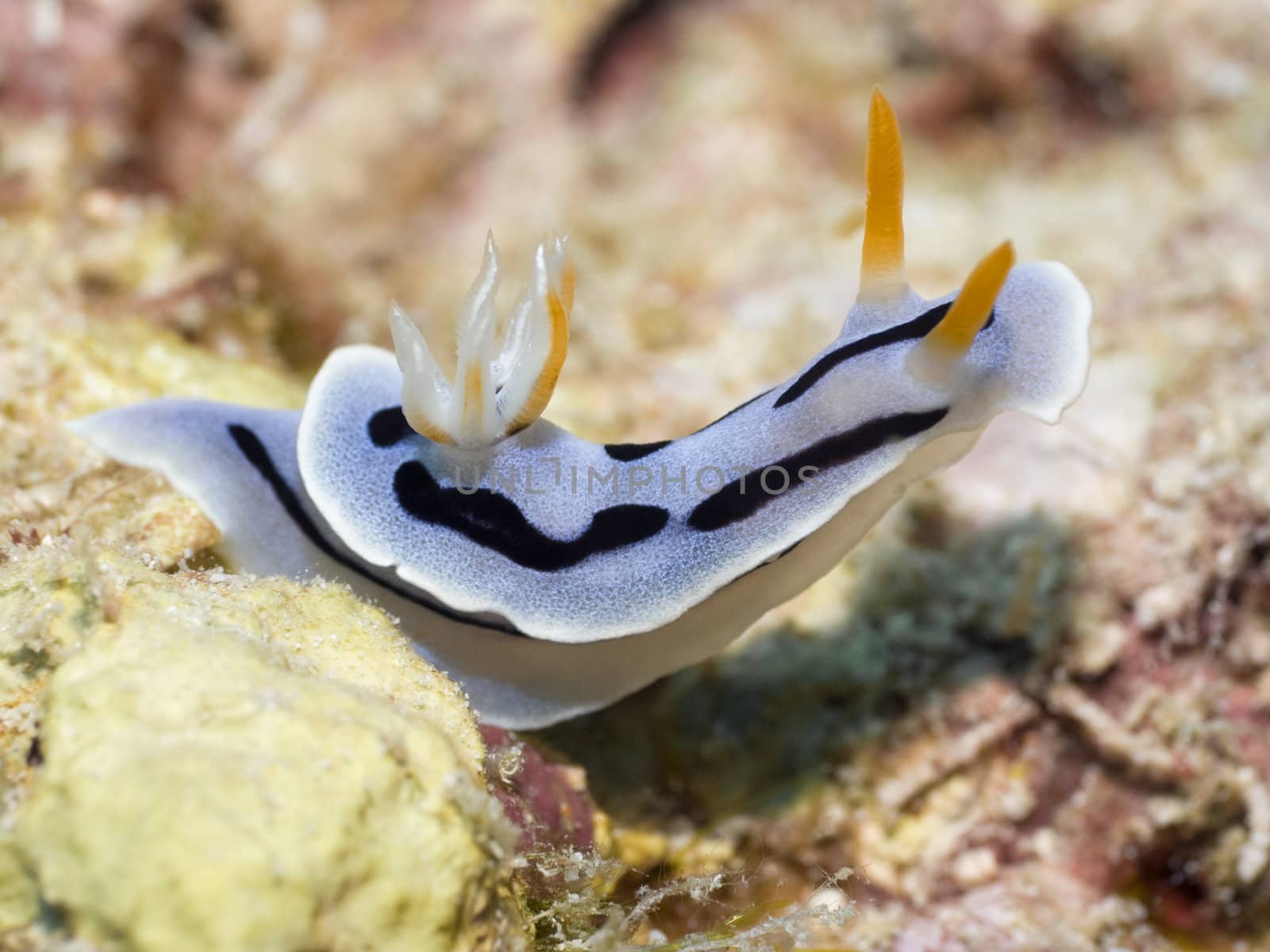 Nudibranch on a coral close-up. Sipadan. Celebes sea