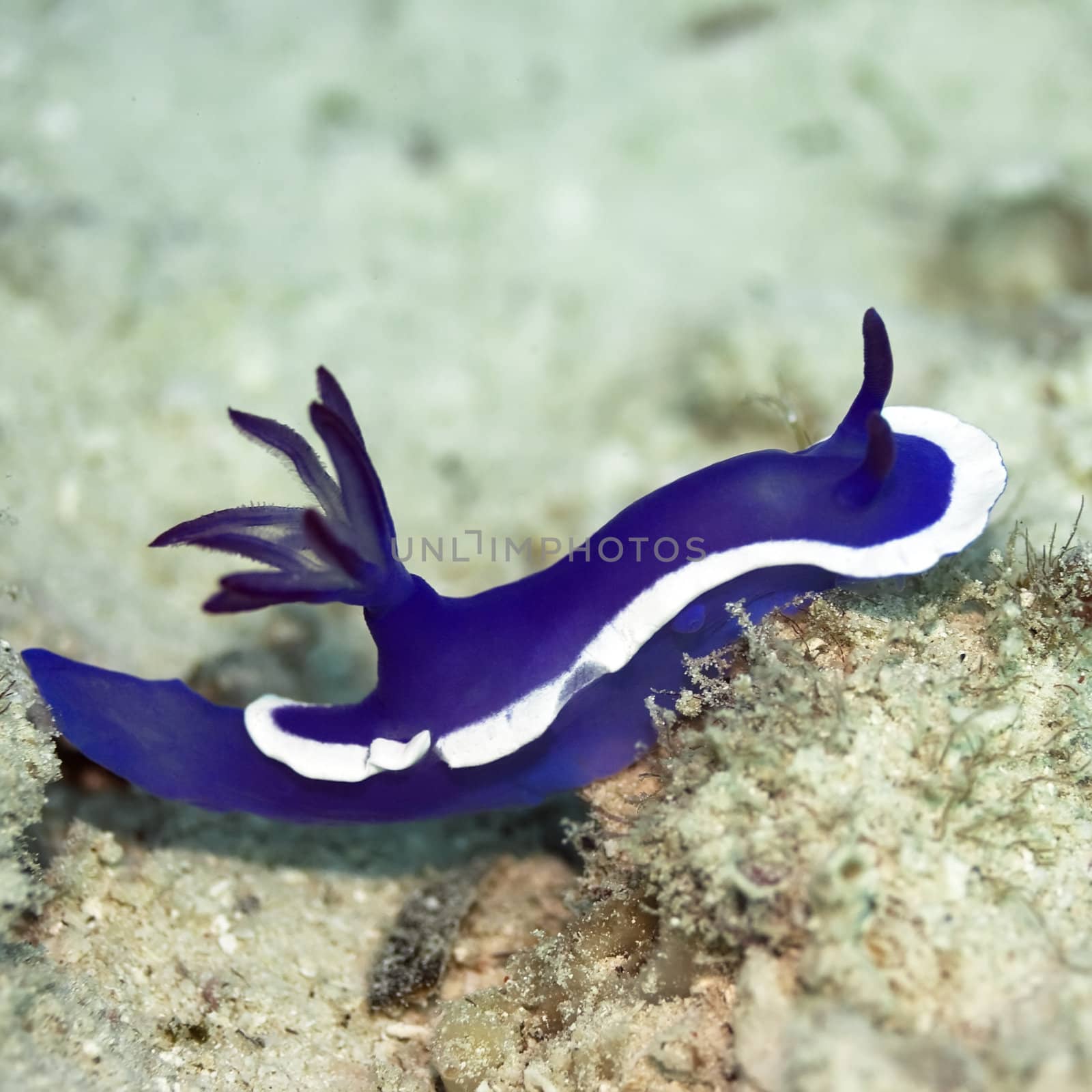 Nudibranch on a coral close-up. Sipadan. Celebes sea