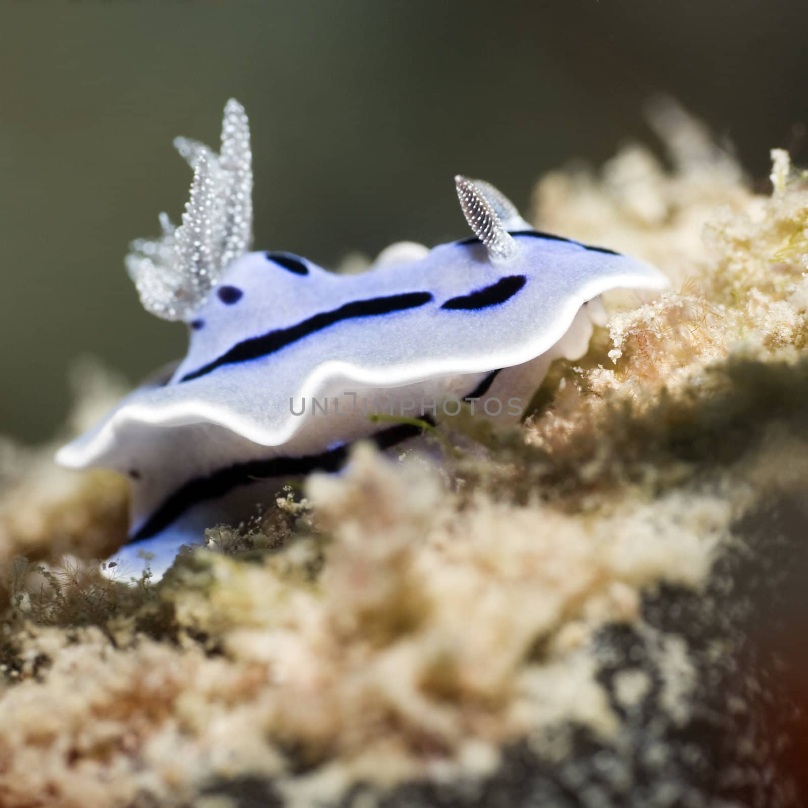 Nudibranch on a coral close-up. Sipadan. Celebes sea