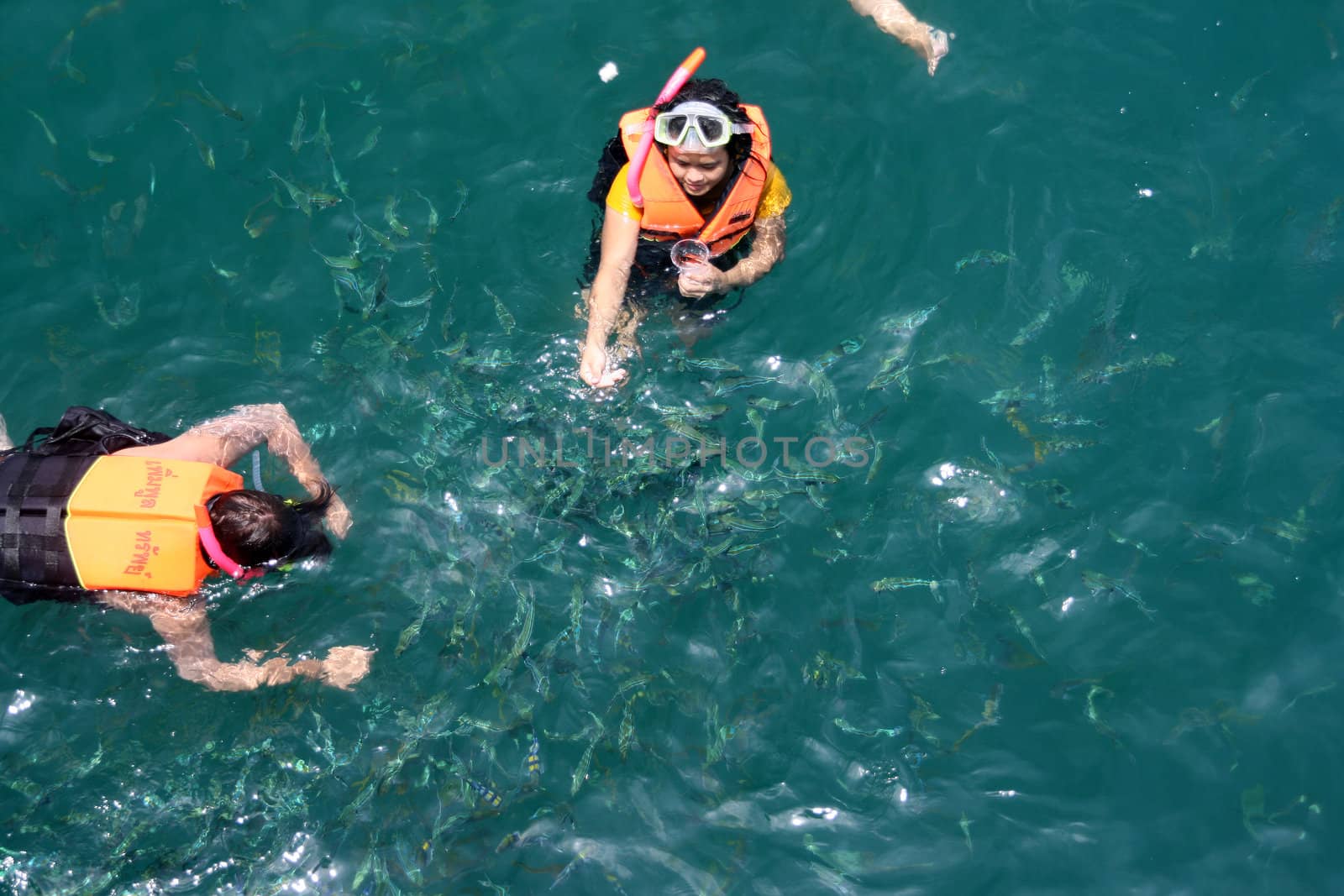 divers feed the fishes in thailand