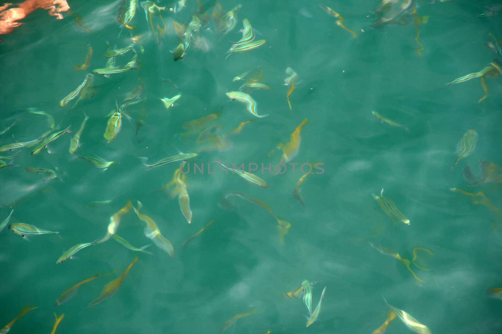 green sea and fishes nature background
